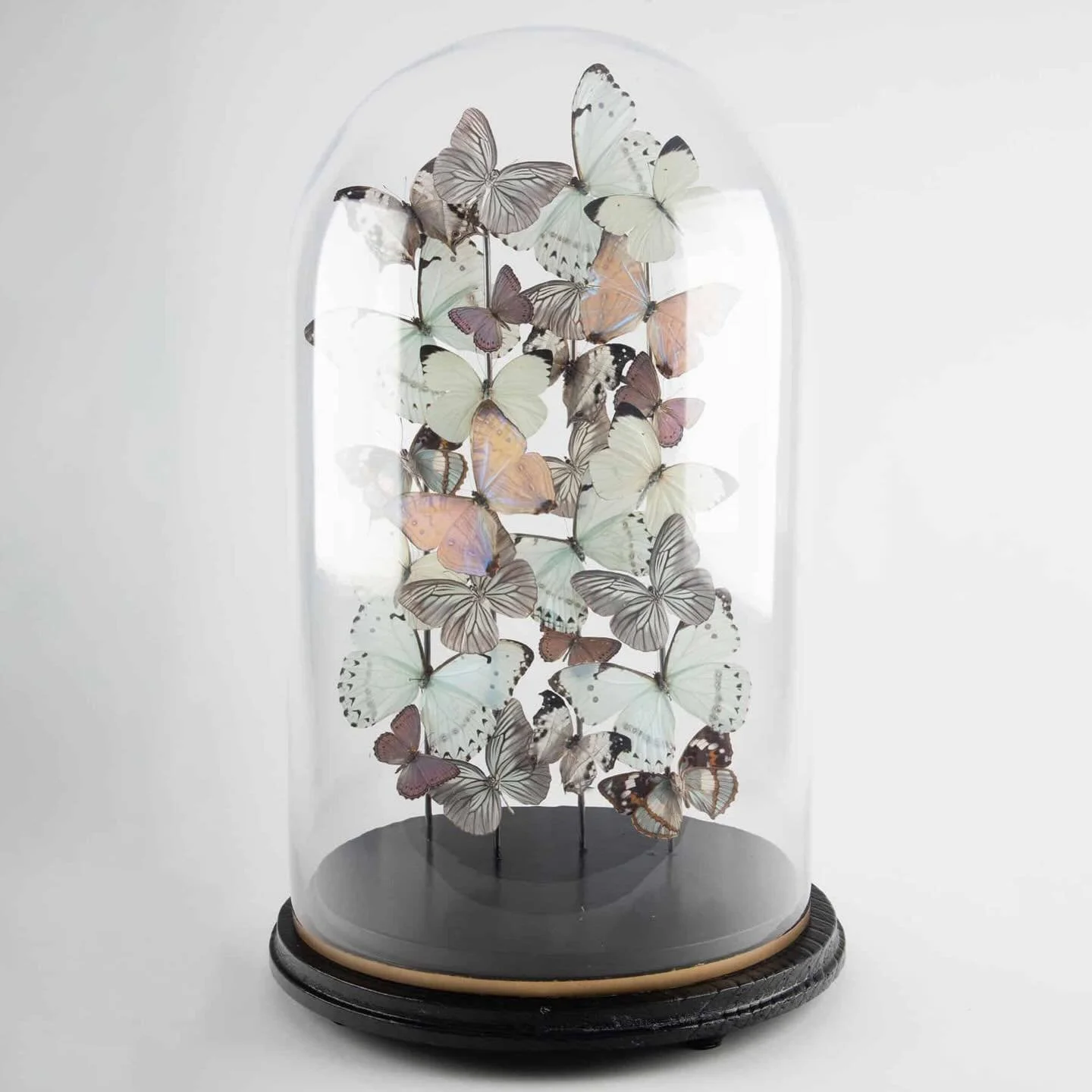 A 19th-century glass dome housing white and opalescent butterflies suspended in flight. 

White, to symbolize purity, welcome renewal and turn a clean page for the new year ahead 🤍 

&mdash;

#artoftheday #homedecor #butterflyart #motherofpearl #but