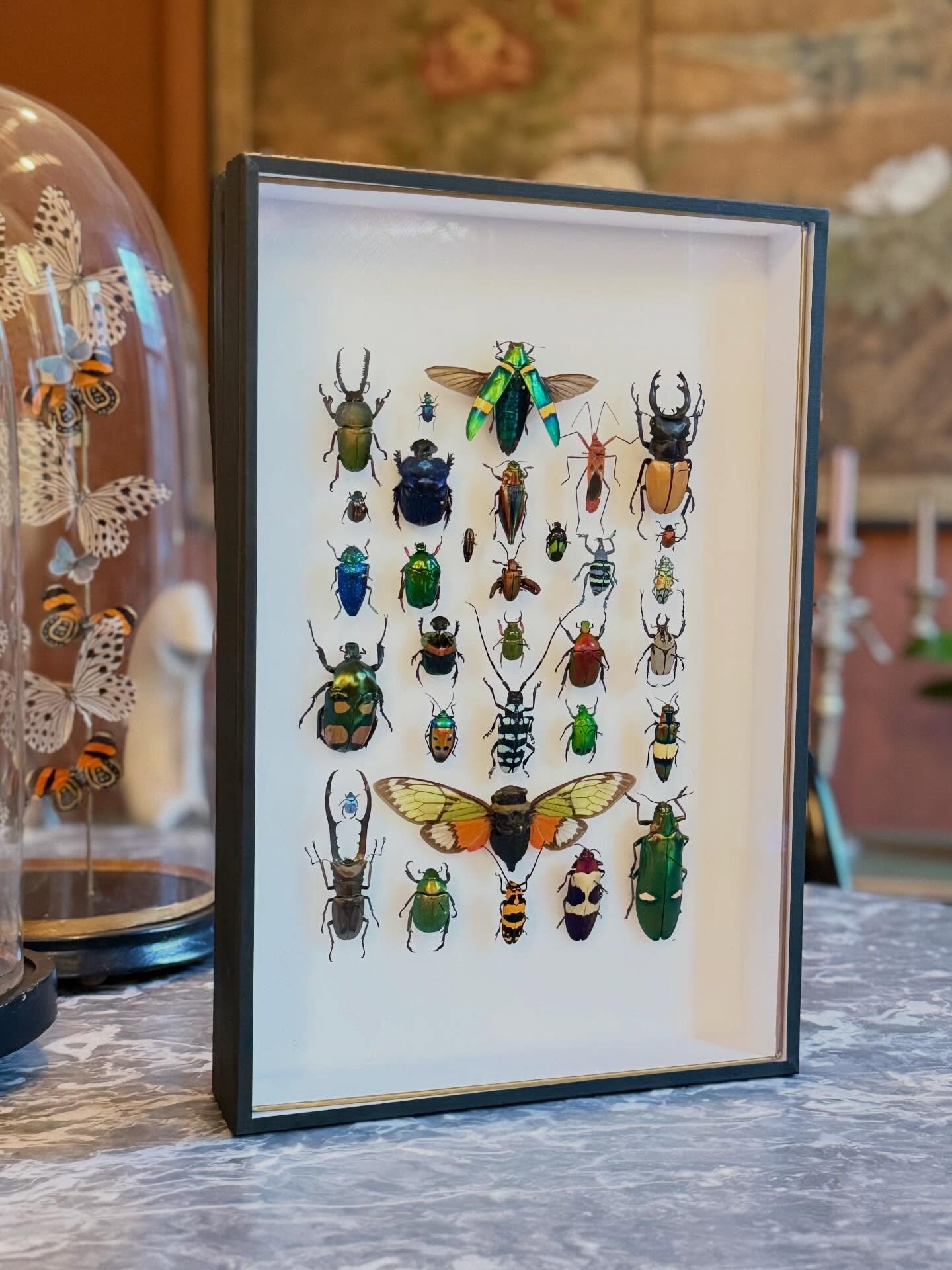 A selection of some gorgeous beetles and the elusive Salvazana imperialis in an shadow box frame. One of the many pieces I have been working on in time for @sewe in Charleston, SC - Feb 13-15.

&mdash;

#beetleart #coleoptera #scarab #pinnedbeetles #
