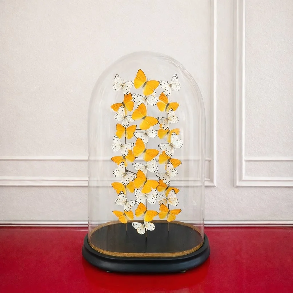 Dreaming of mango swirl soft serve and warmer days. A large 19th century glass dome hosting apricot sulfurs and calypso capers on brass rods

&mdash;

#homedecor #butterflydome #mangoswirl #antique #glassdome