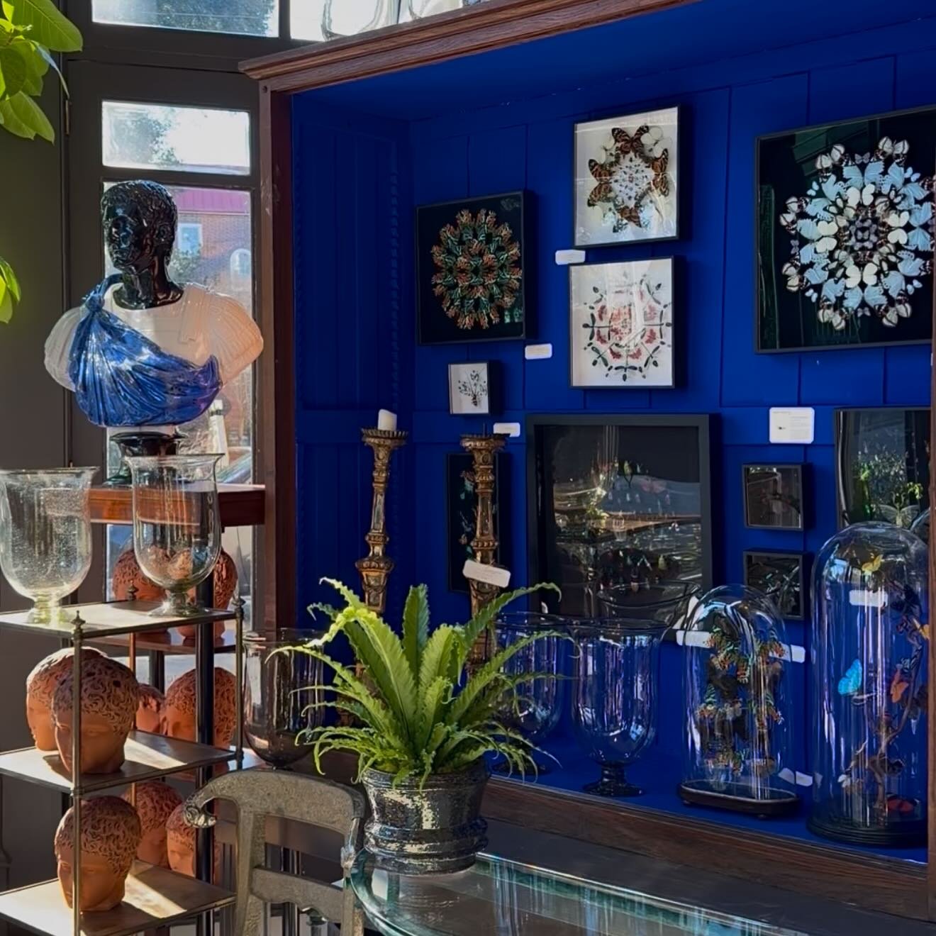 My work against a new Yves Klein blue display at @wentworthbygbs in Charleston 💙

&mdash;

#entomology #insectart #homedecor #interiordesign #butterflyart