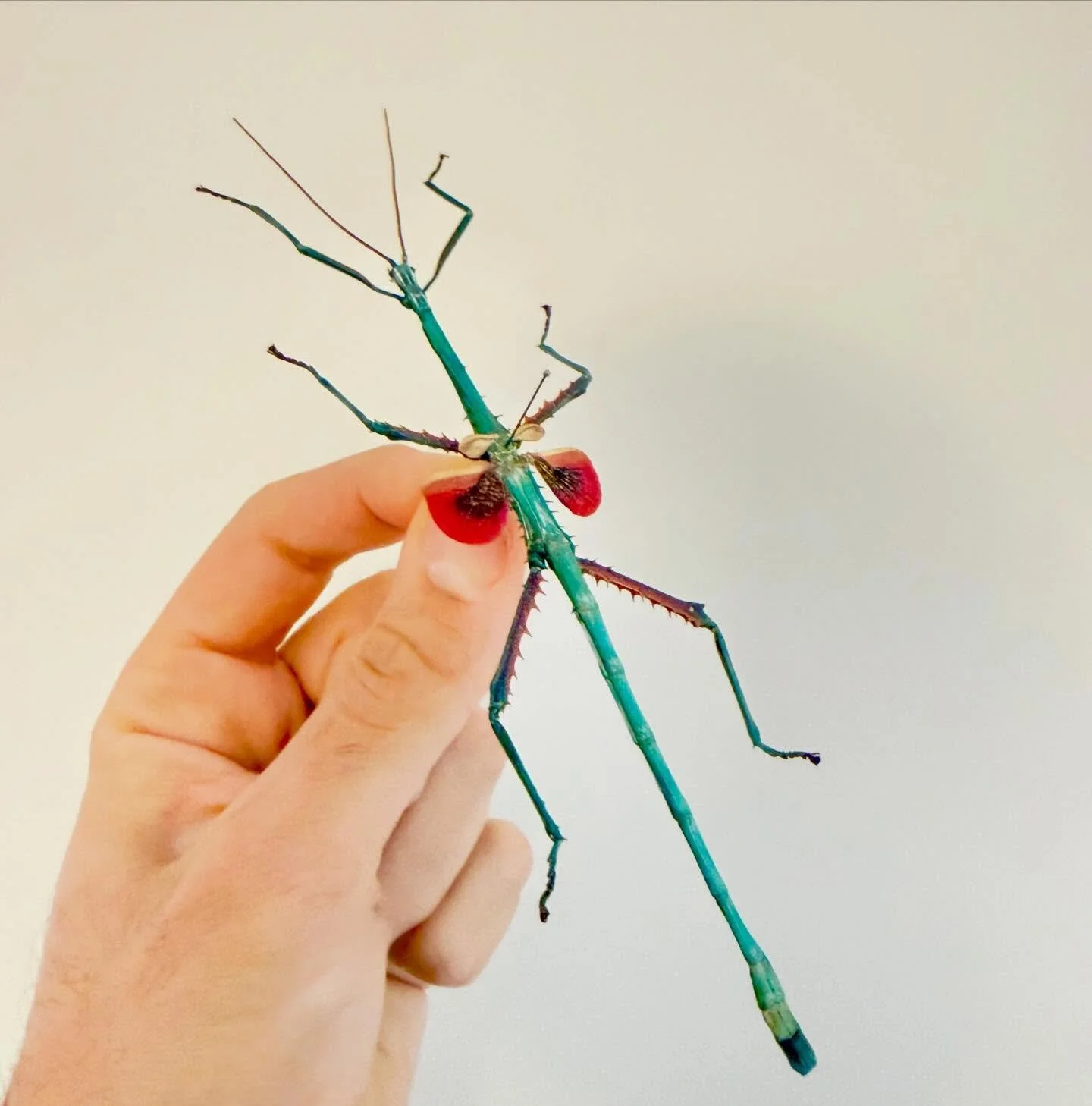 *𝐁𝐮𝐠 𝐨𝐟 𝐭𝐡𝐞 𝐰𝐞𝐞𝐤* - 𝐴𝑐ℎ𝑟𝑖𝑜𝑝𝑡𝑒𝑟𝑎 𝑚𝑎𝑛𝑔𝑎 

The Malagasy stick insect.
Very blue. Very rare.

A twig dipped in turquoise lacquer &mdash; until it flashes crimson underwings: #drama

&mdash;

#entomology #stickinsect #homedecor 