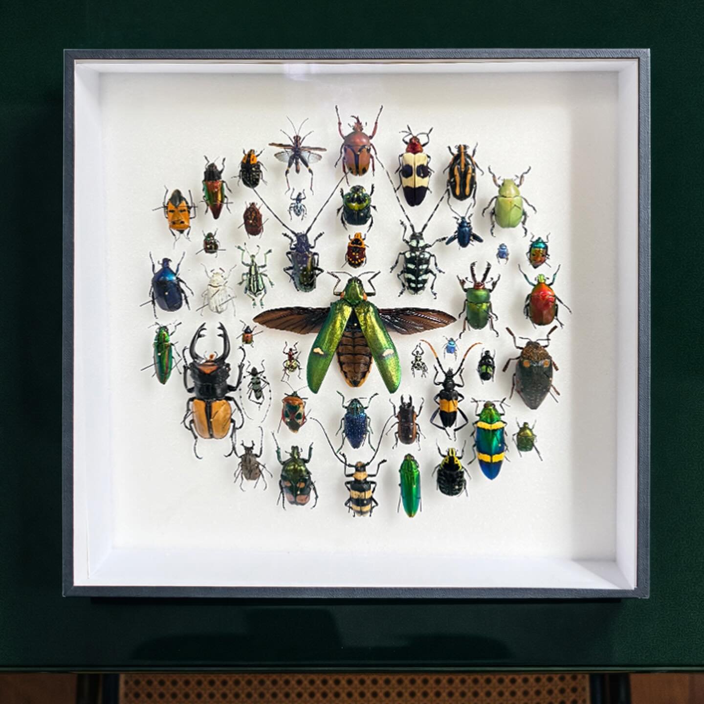 Green on green

&mdash;

#homedecor #beetles #entomology #insects #interiordesign