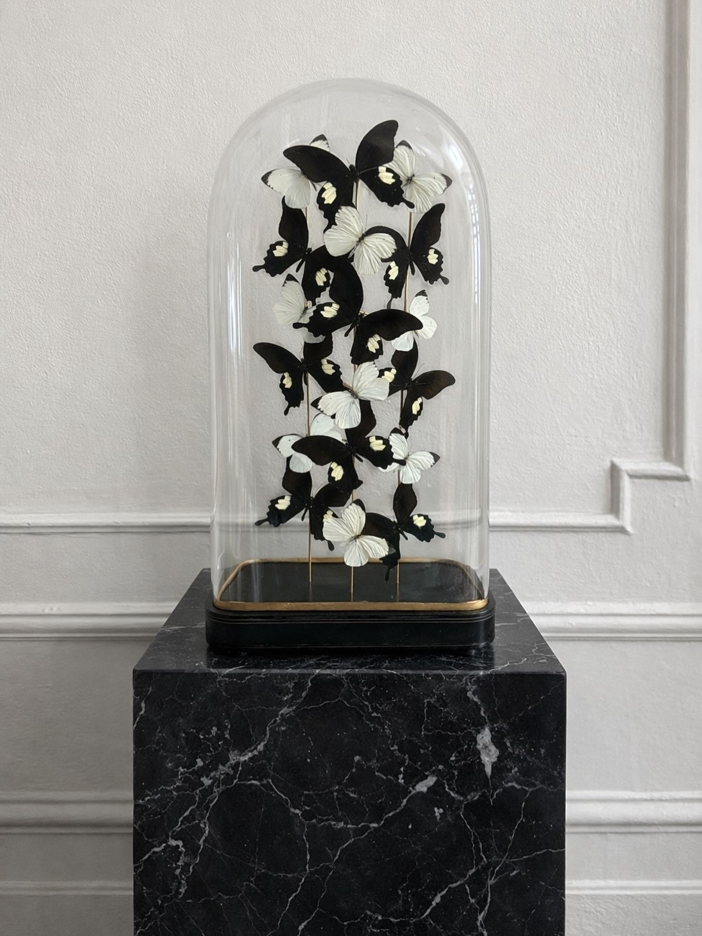 Achromatic butterfly composition in an antique glass dome.

&mdash;

#butterflydome #taxidermy #entomology #blackandwhite #cabinetofcuriosities​​​​​​​​​​​​​​​​