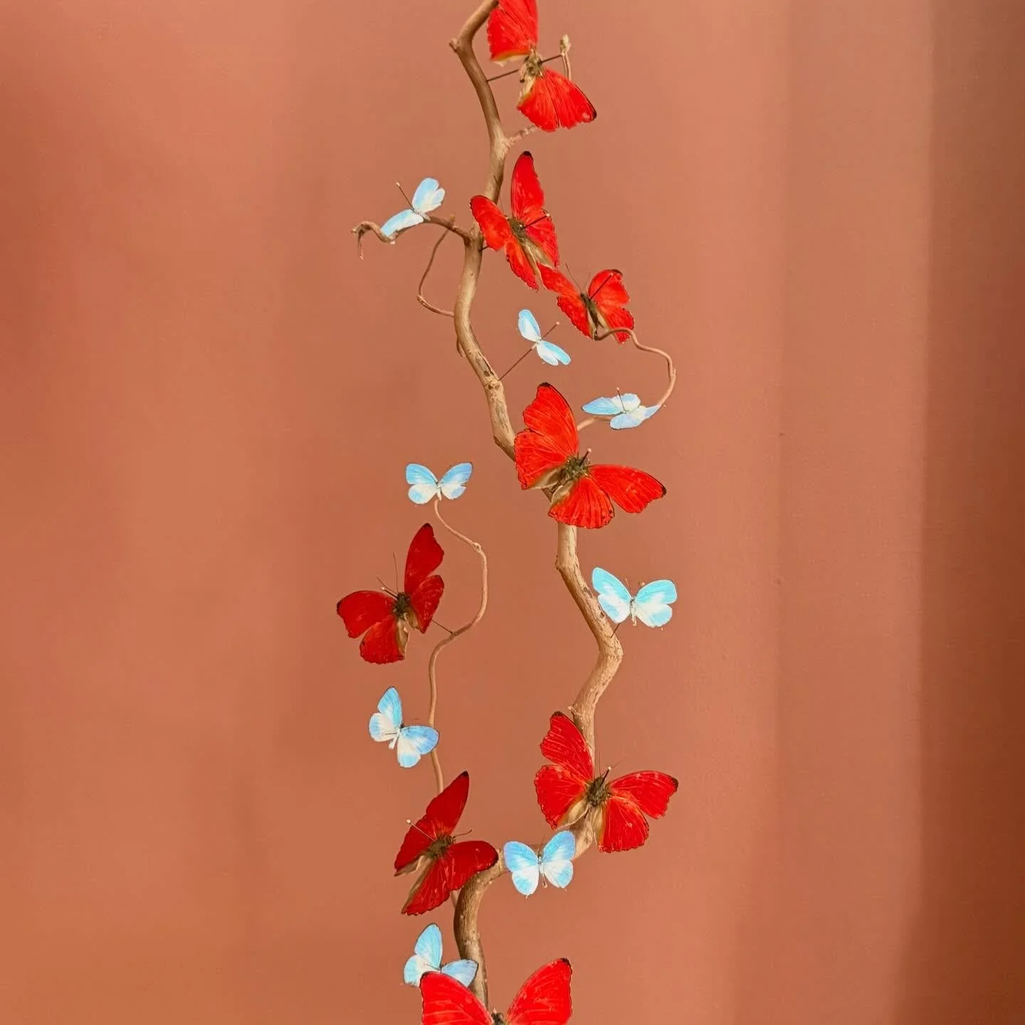 Blood red gliders and cerulean butterflies on a hazel branch. No glass dome because I broke it a minute after putting it on 😅

&mdash;

#butterflies #homedecor #home #insects
