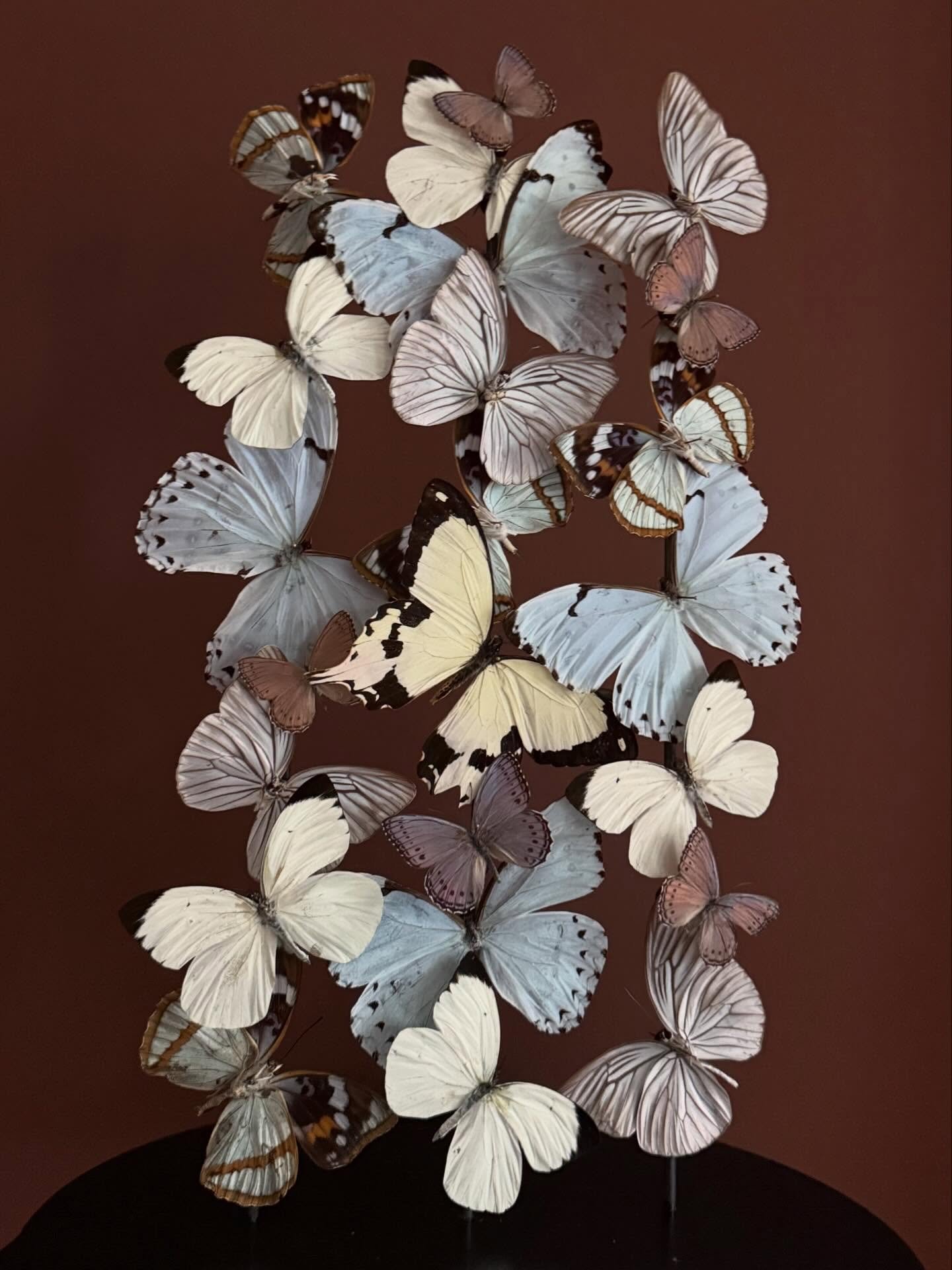 Soft blues and streaks of pinks like summer skies at dawn 🎻 

&mdash;

#interiordecor #homedecor #butterflyart #butterflydome #decor
