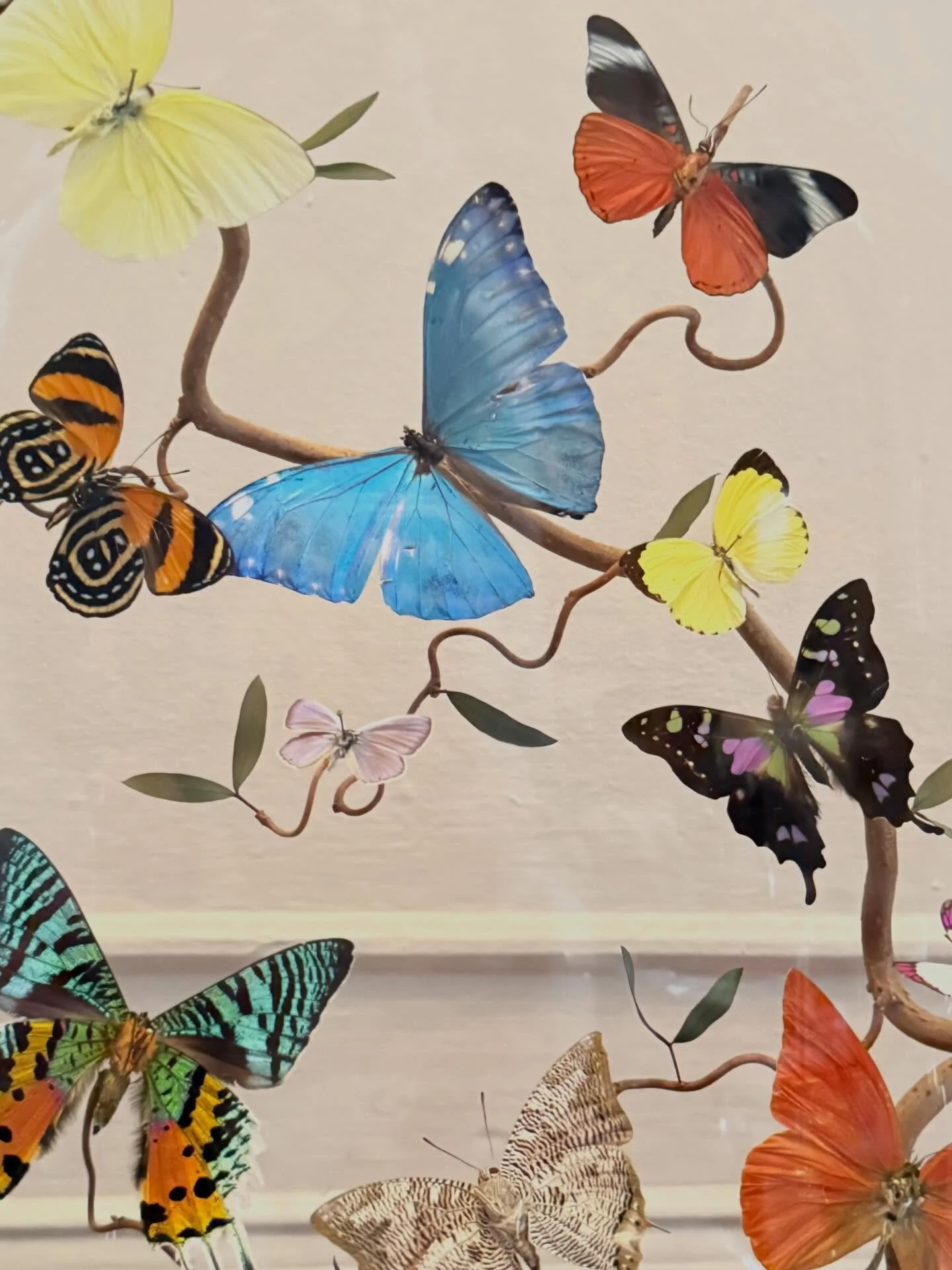 Close up of a diorama under an antique glass dome. Butterflies in flight around a contorted hazel branch with preserved leaves. 

&mdash;

#homedecorating #interiordesign #interiordecor #butterfly #cabinetofcuriosities