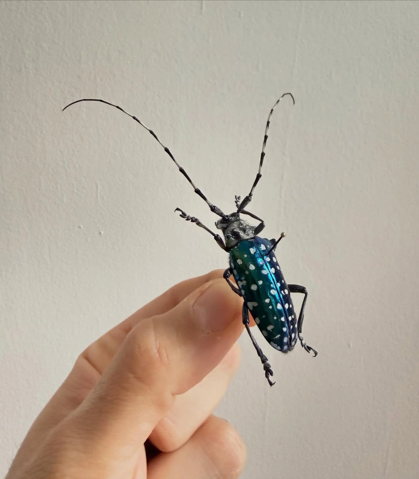 𝐁𝐮𝐠 𝐨𝐟 𝐭𝐡𝐞 𝐰𝐞𝐞𝐤 &mdash; Anoplophora sollii

A striking longhorn beetle from Laos, Anoplophora sollii stands out with its metallic teal body scattered with crisp white spots.

#beetles #homedecor #interiordesign #longhorn