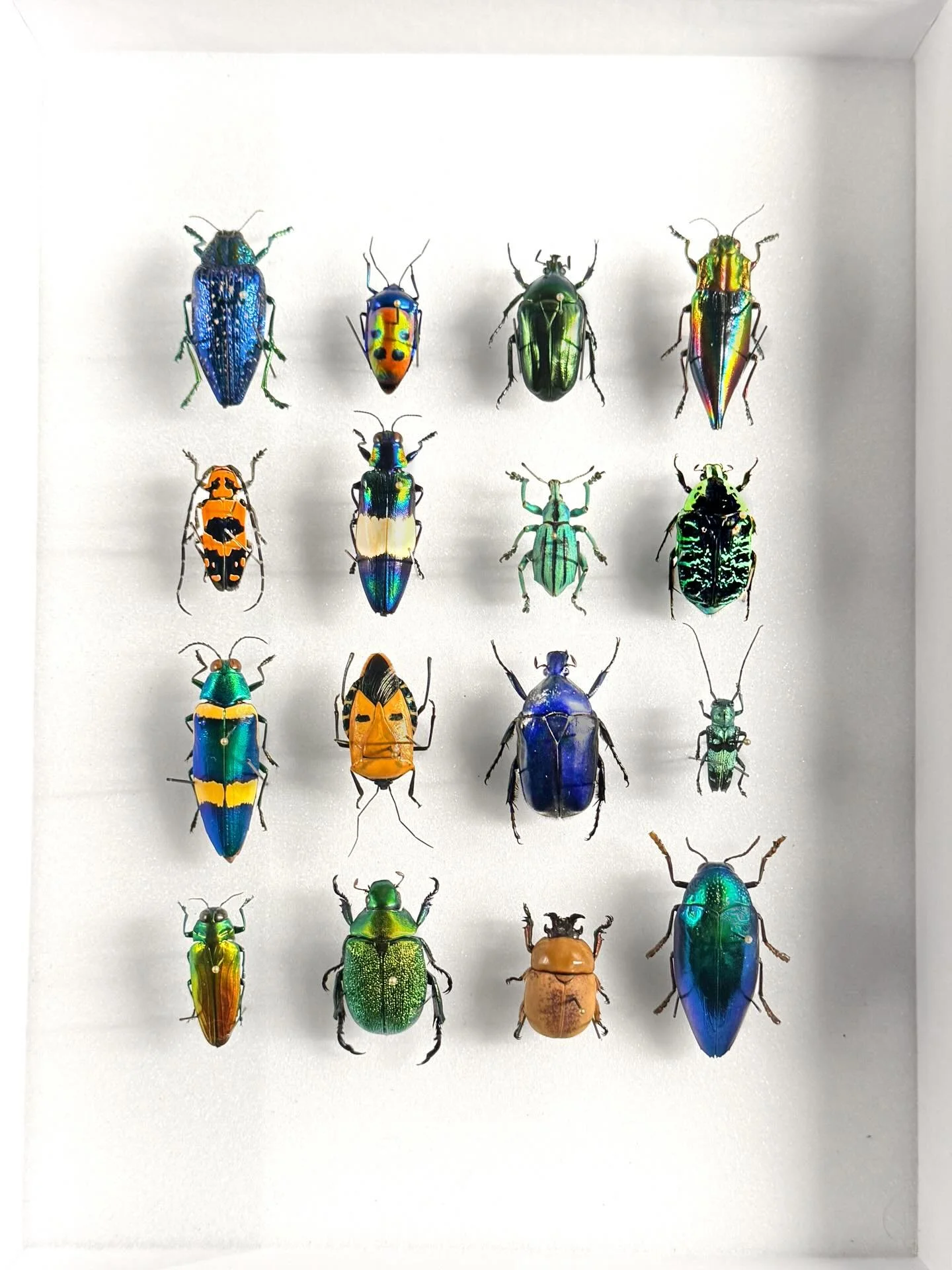 Small but mighty. Tough to narrow it down to just sixteen.

&mdash;

#interiordesign #luxuryinteriors #objectsofdesign #curatedinteriors #naturalhistory​​​​​​​​​​​​​​​​