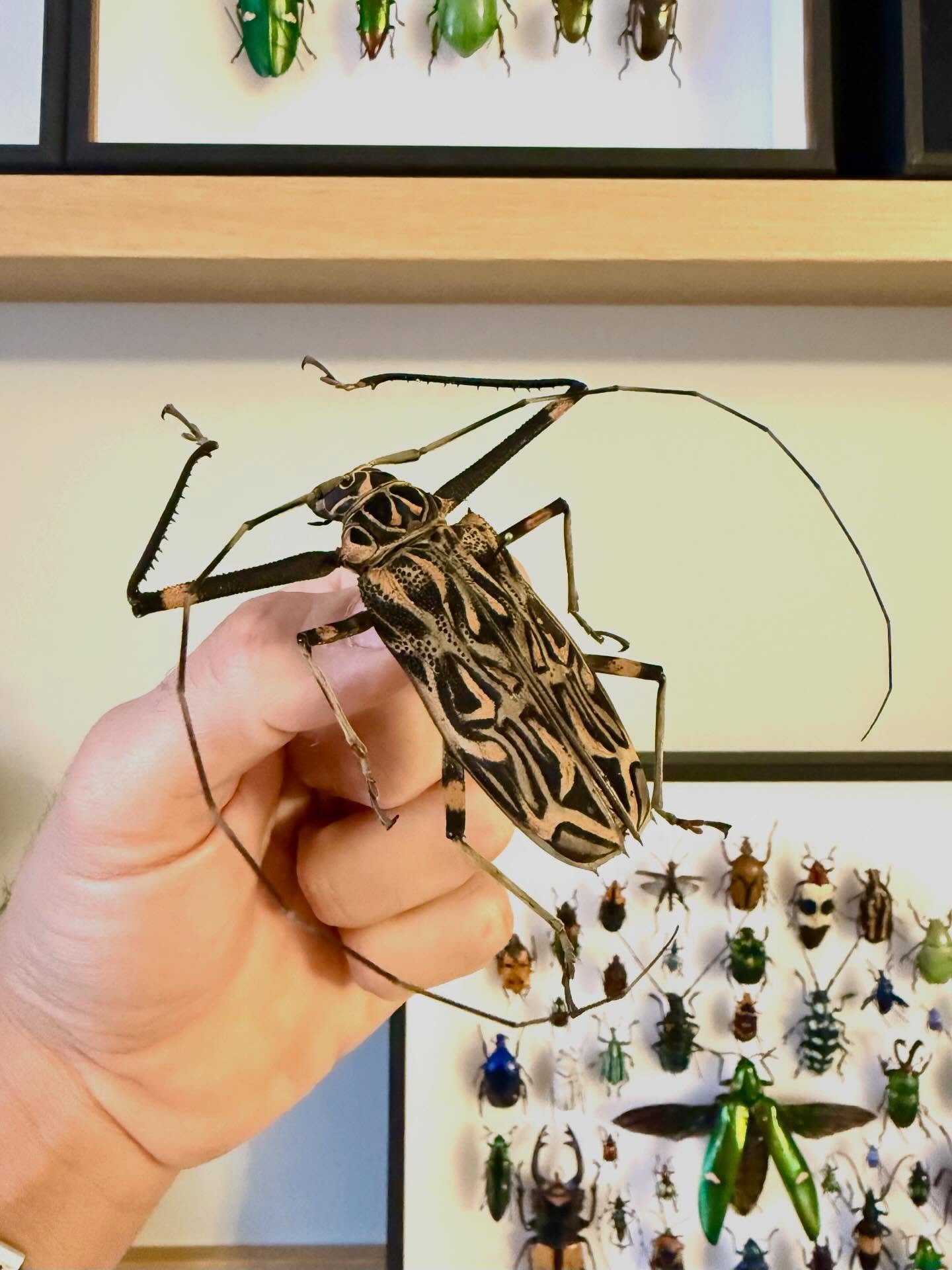 𝐁𝐮𝐠 𝐨𝐟 𝐭𝐡𝐞 𝐰𝐞𝐞𝐤 &mdash; Acrocinus longimanus

The Harlequin beetle from Peru &mdash; bold patterns and exaggerated proportions.

Long front legs, bark-like markings in black and tan, and antennas that can easily reach ten centimeters.