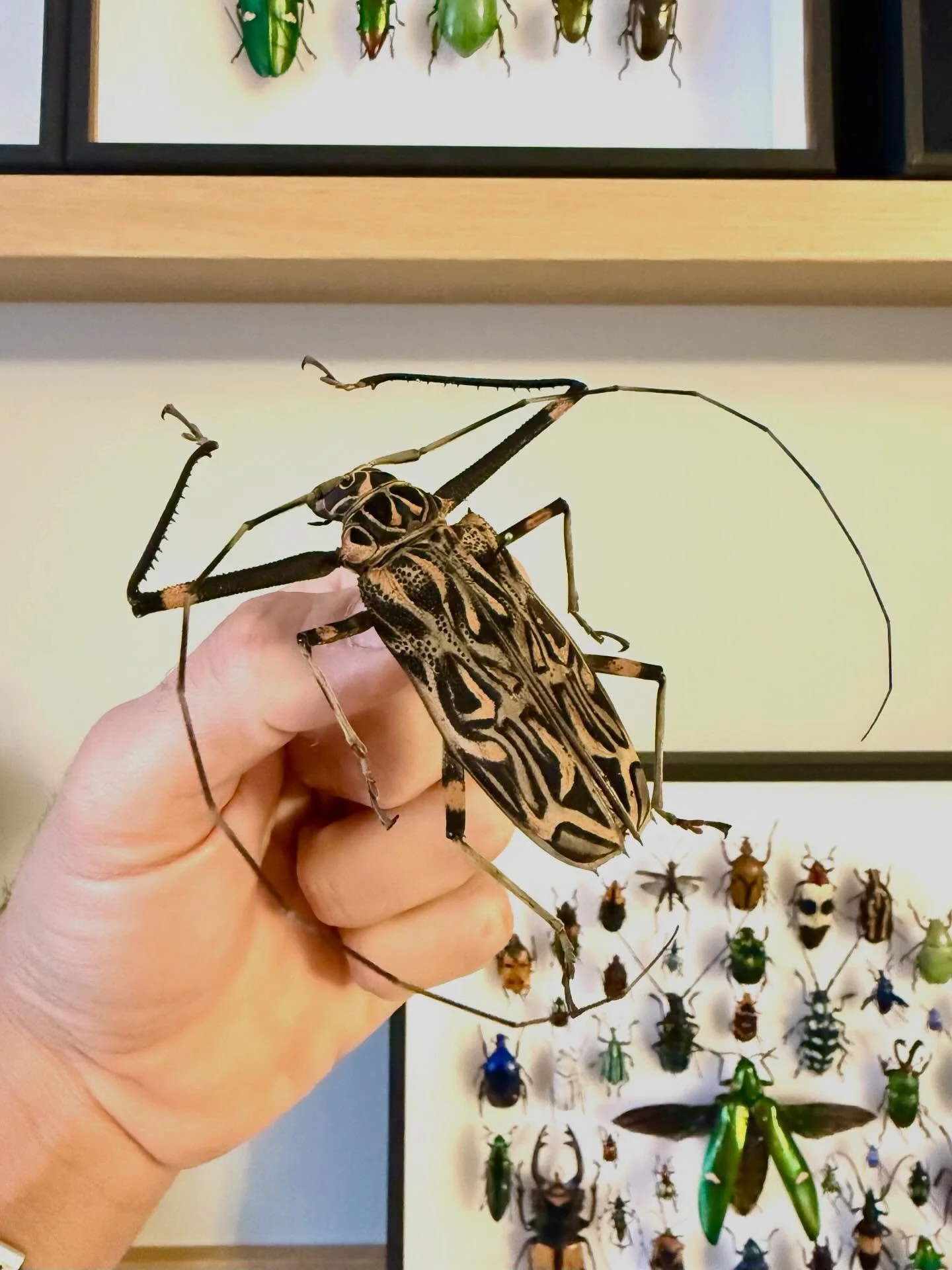 𝐁𝐮𝐠 𝐨𝐟 𝐭𝐡𝐞 𝐰𝐞𝐞𝐤 &mdash; Acrocinus longimanus

The Harlequin beetle from Peru &mdash; bold patterns and exaggerated proportions.

Long front legs, bark-like markings in black and tan, and antennas that can easily reach ten centimeters.