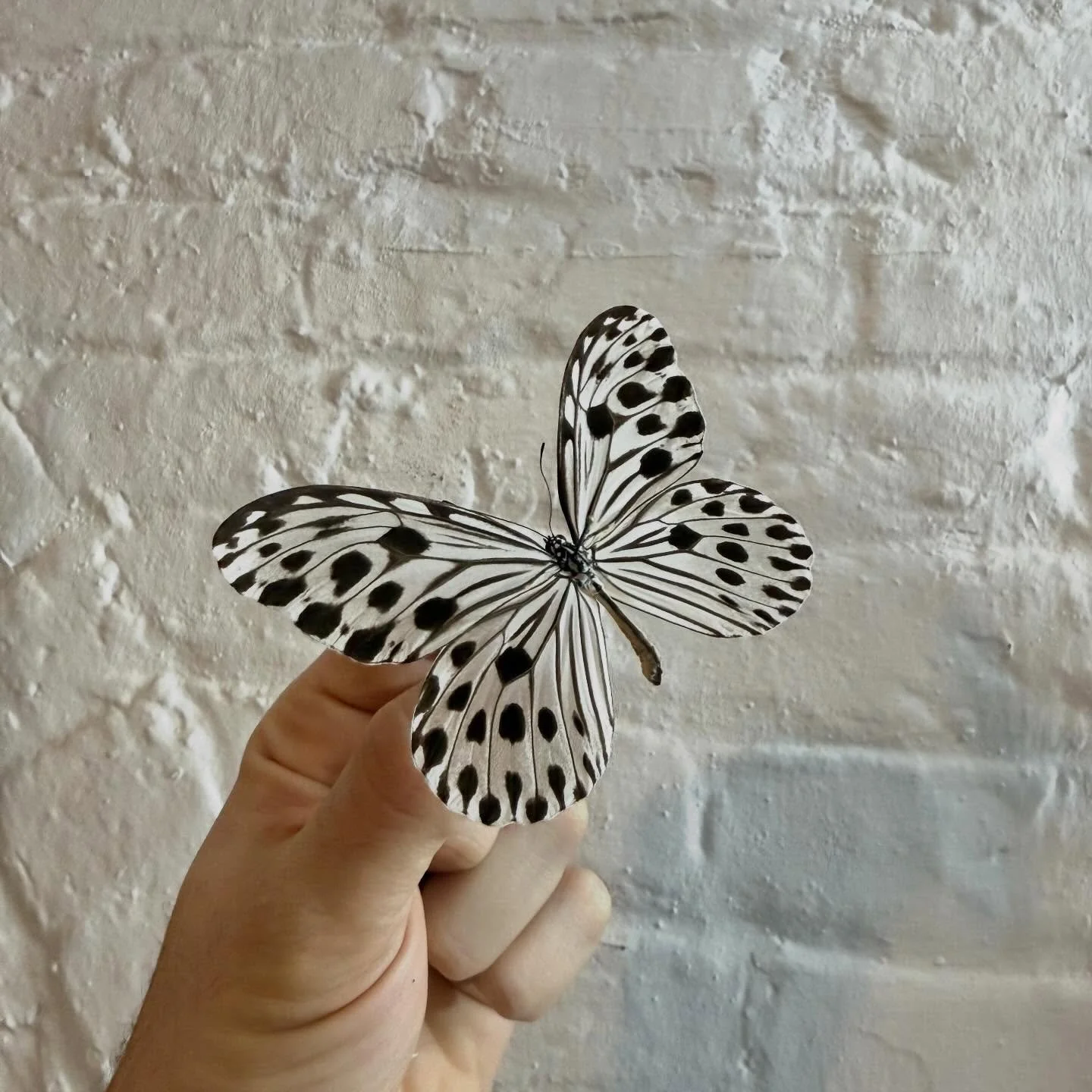 Ideopsis gaura perkana - the smaller wood nymph, with rice paper translucent white and jet black polka dots. A rare and beautiful addition to any collection 🤍 🖤 

&mdash;

#butterfly #homedecor #cabinetofcuriosity
