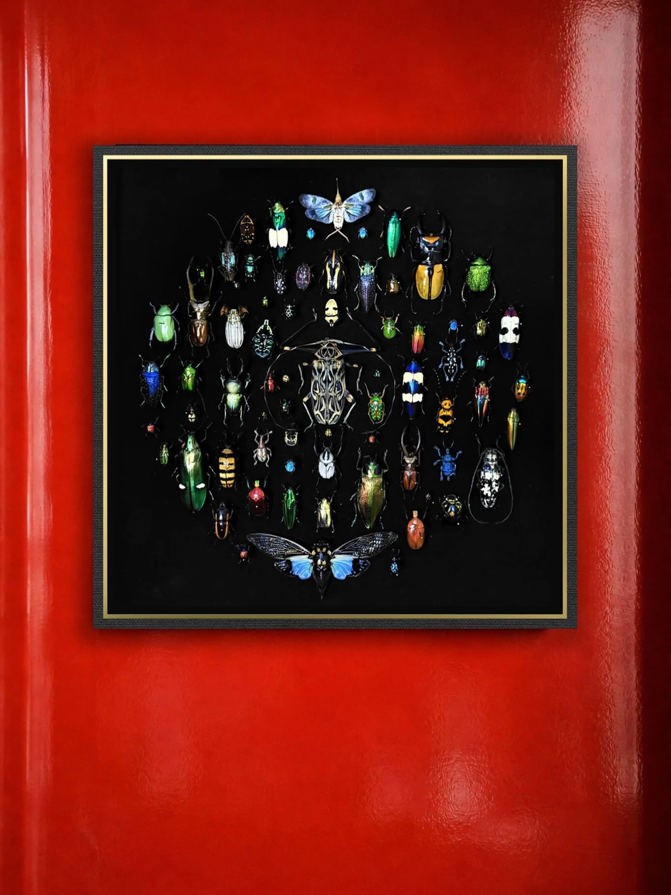 Constellation of beetles centered around a large Harlequin long horn, and some high gloss drama 🔴

&mdash;

#entomology #homedecor #insectart #homedesign #cabinetdecuriosit&eacute;s