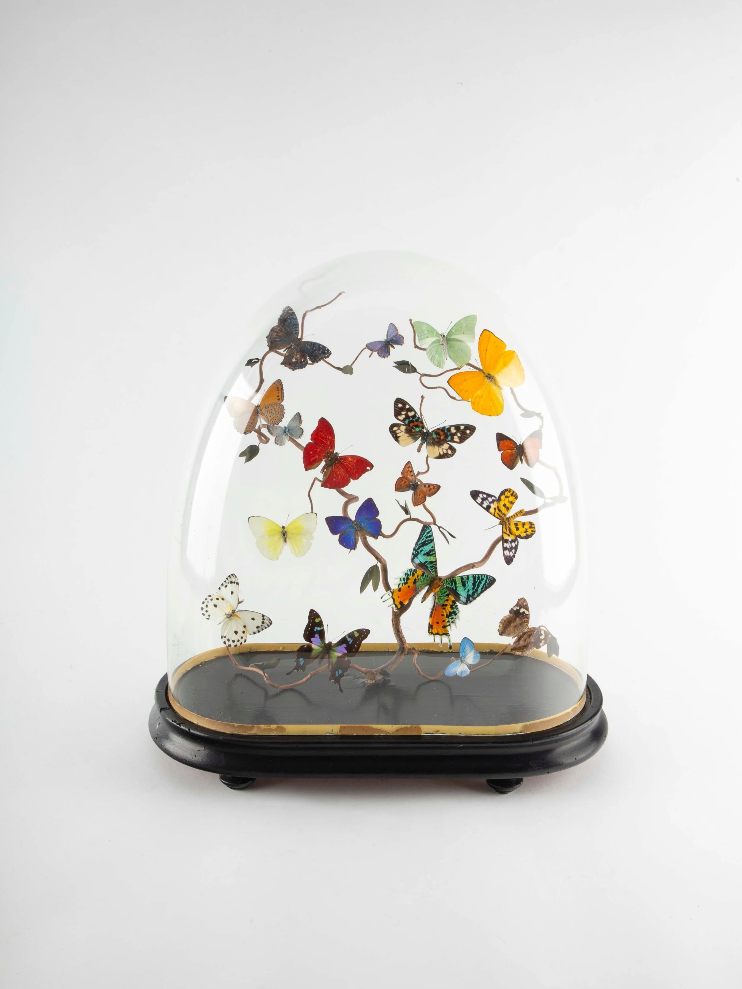 A contorted hazel branch holds a rainbow of butterflies in flight - 19th century glass dome.

&mdash;

#cabinetofcuriosities #entomology #homedecor #interiors