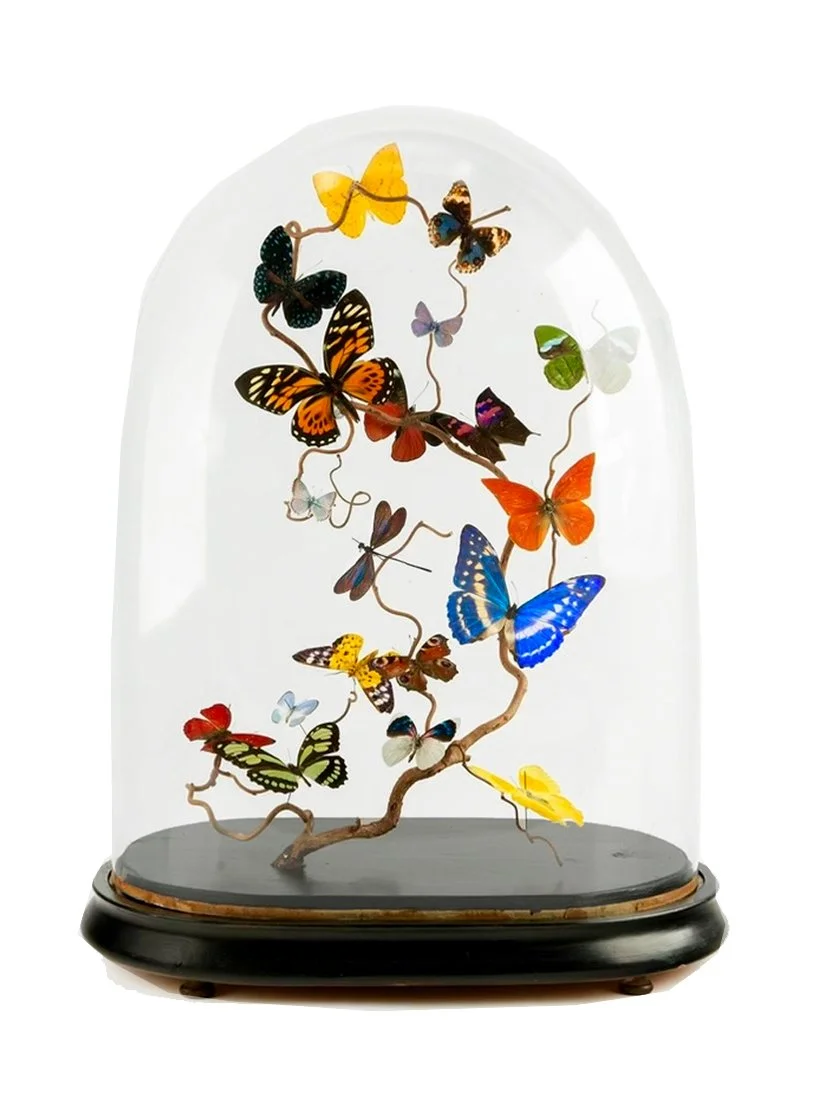 Tutti Frutti Butterfly Dome