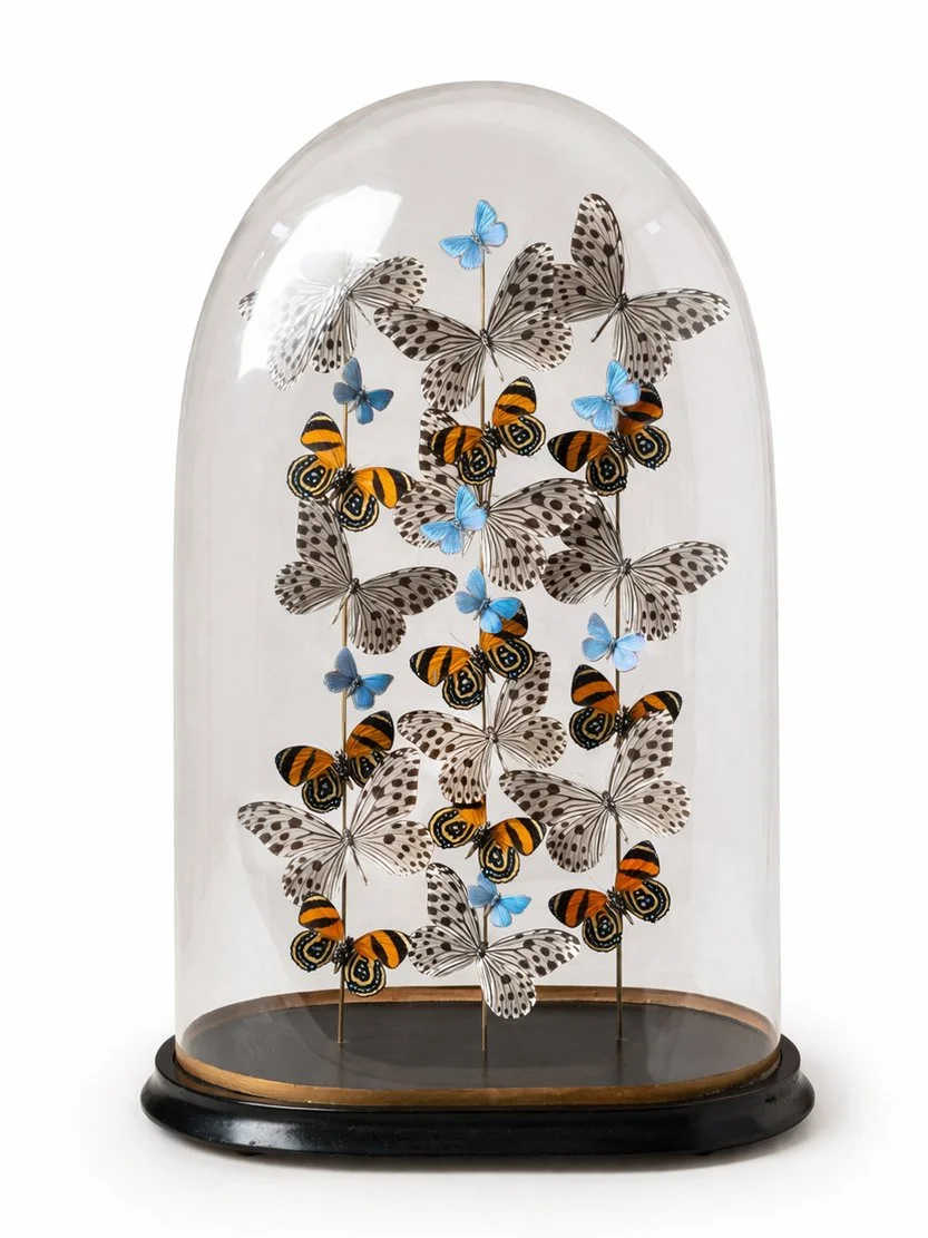 Hypnosis Dome Product.jpg