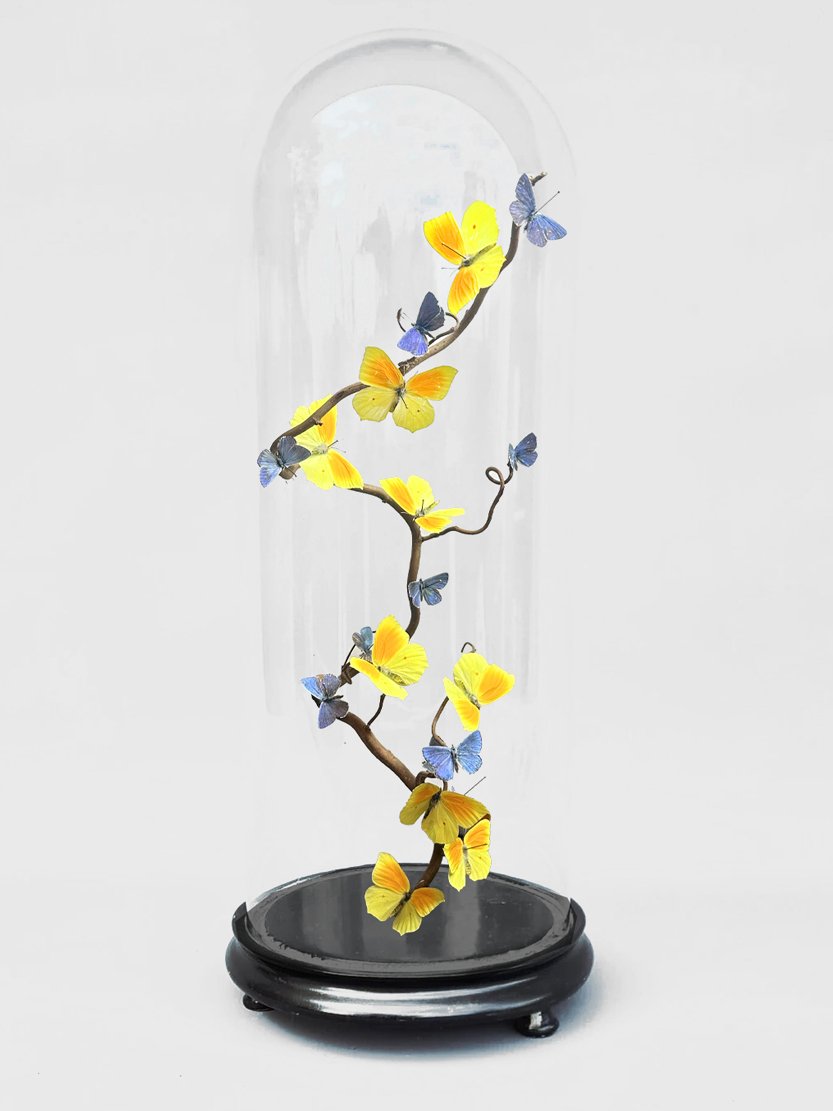Lemon tree