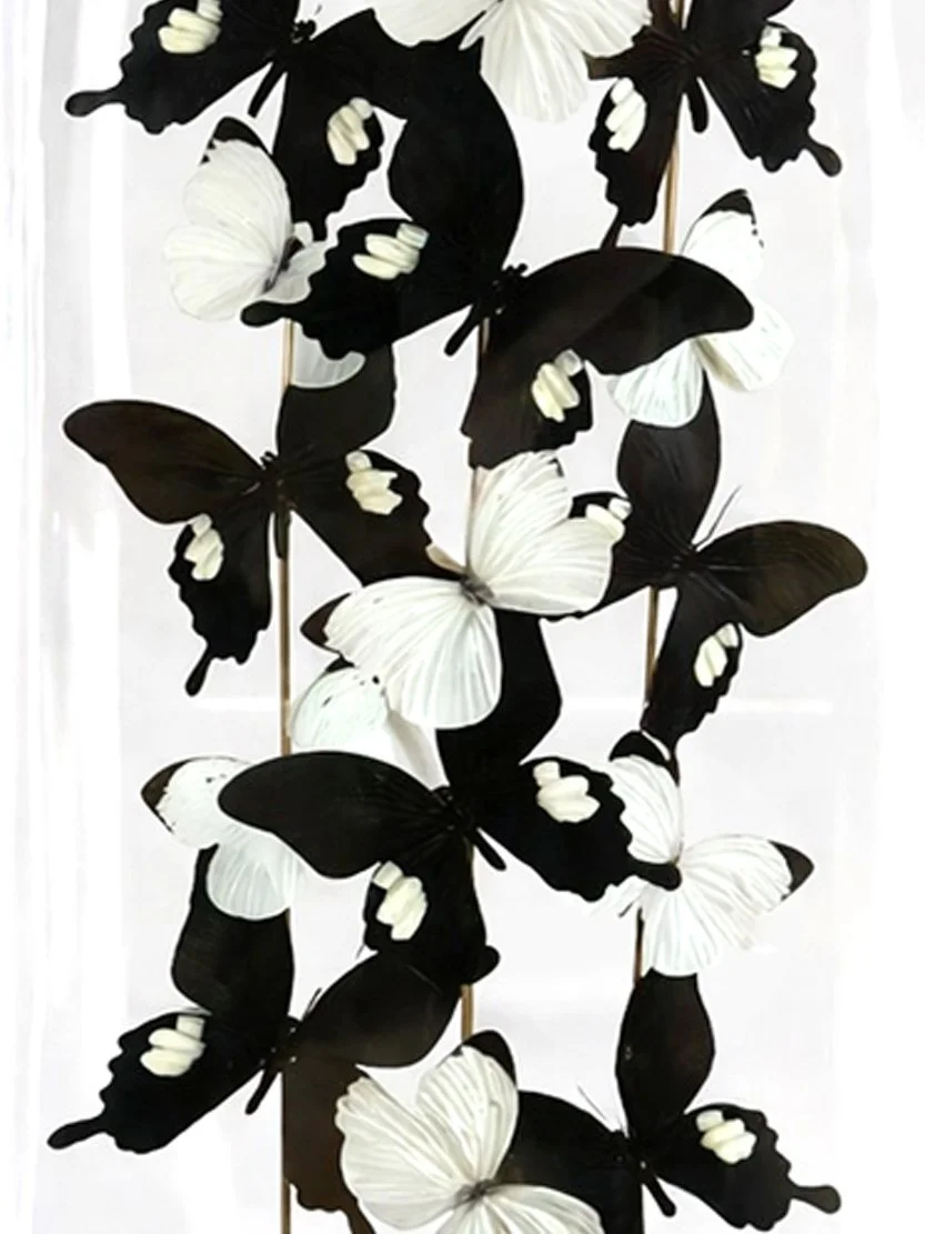 Chiaroscuro Zoom Product Page.jpg