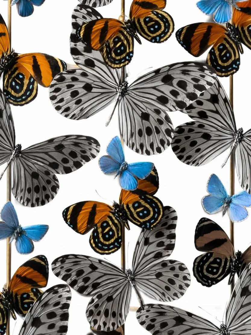 Hypnosis Dome ZOOM Product.jpg