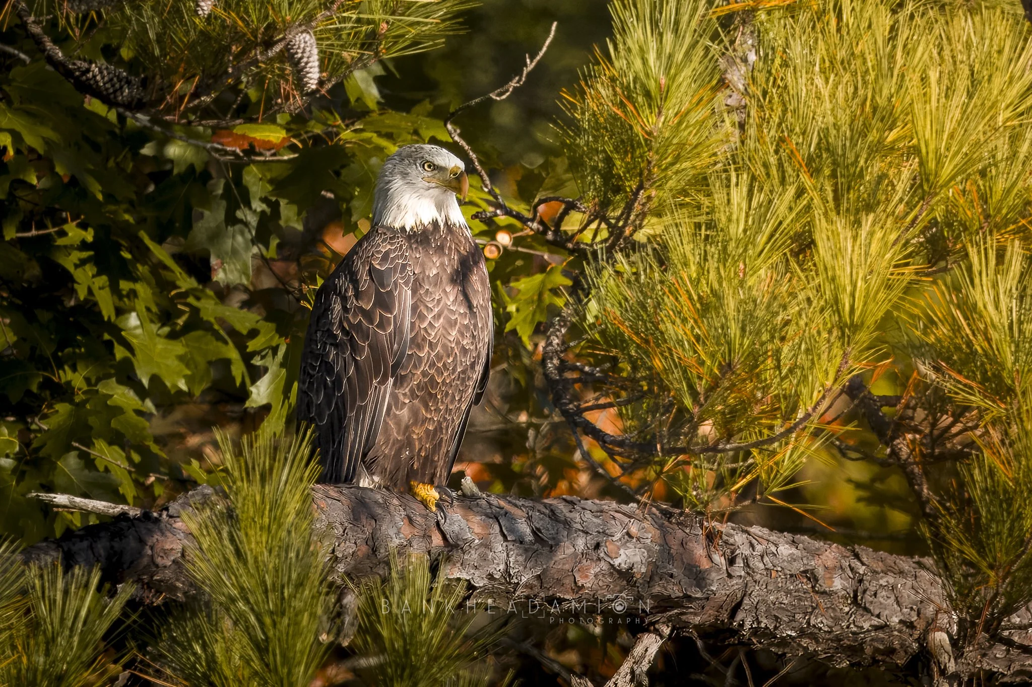 Oak Mountain State Park 