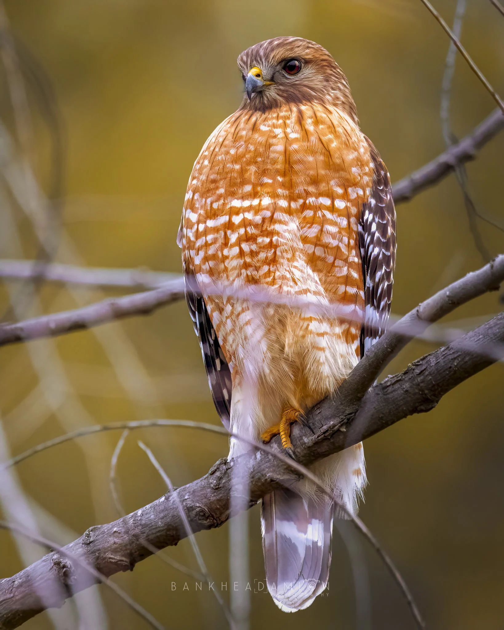 Altadena Lake Sunrise