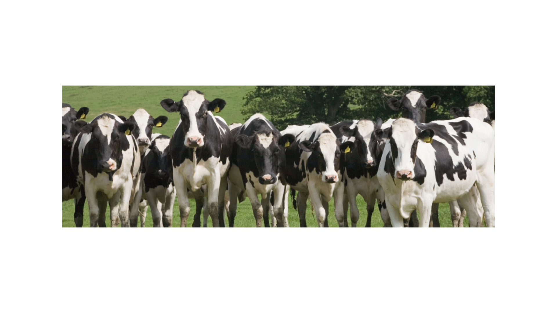 Northeast Ohio Regional Dairy Conference