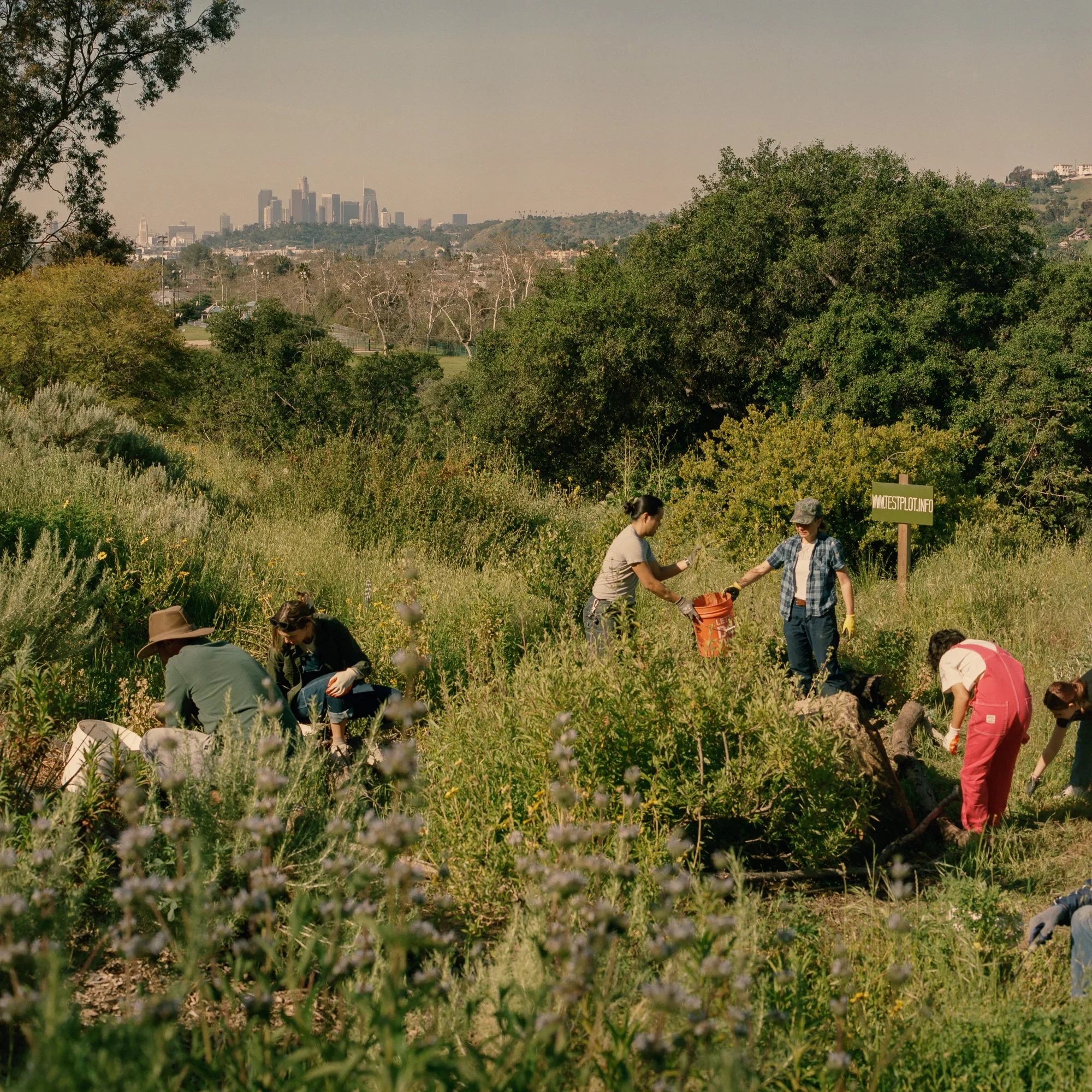 Native Plant Gardening at Debs Test Plot