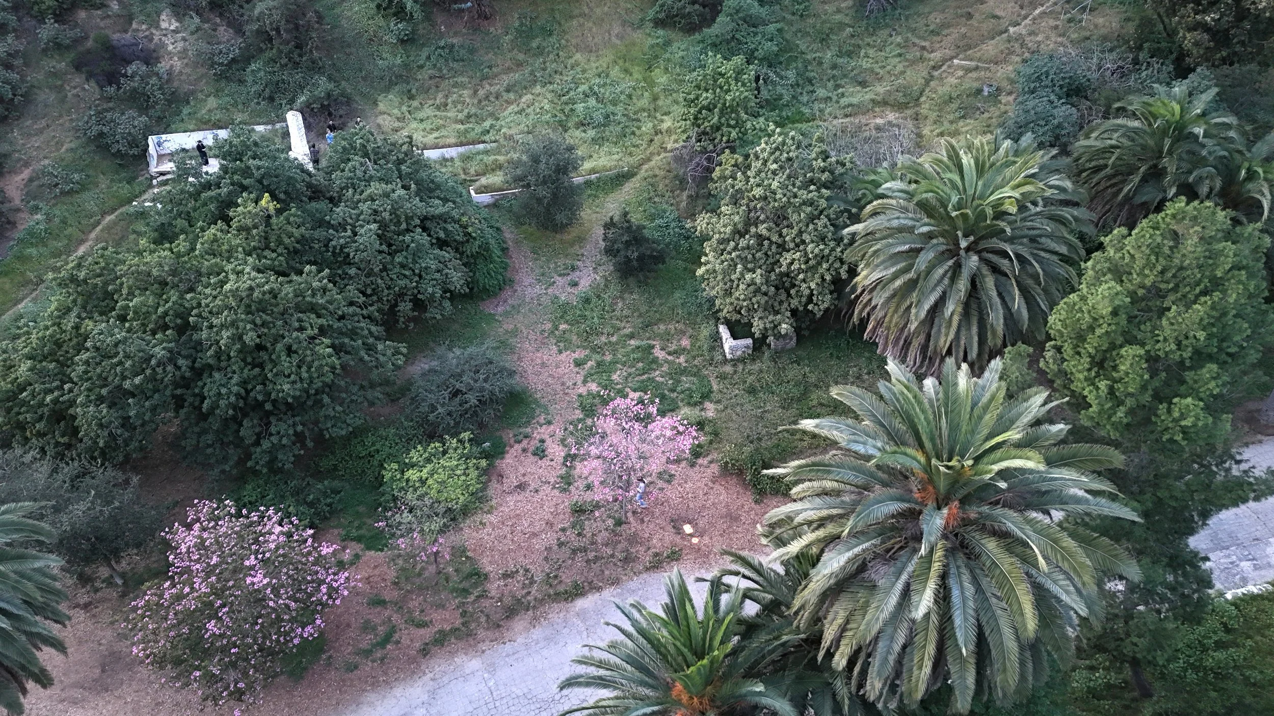 Runyon Canyon Test Plot Community Planting Kickoff