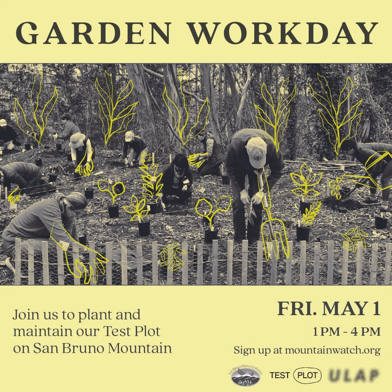 Planting at San Bruno Mountain