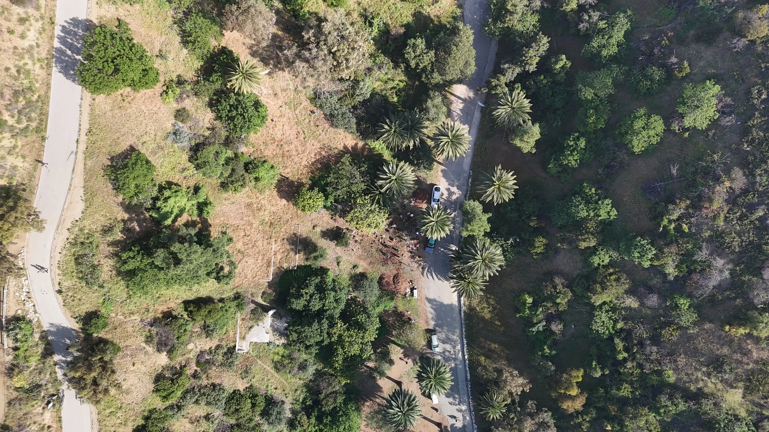 Runyon Canyon Planting Day!
