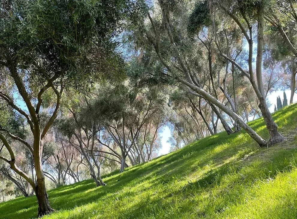 Olive Grove Stewardship at Barnsdall Art Park