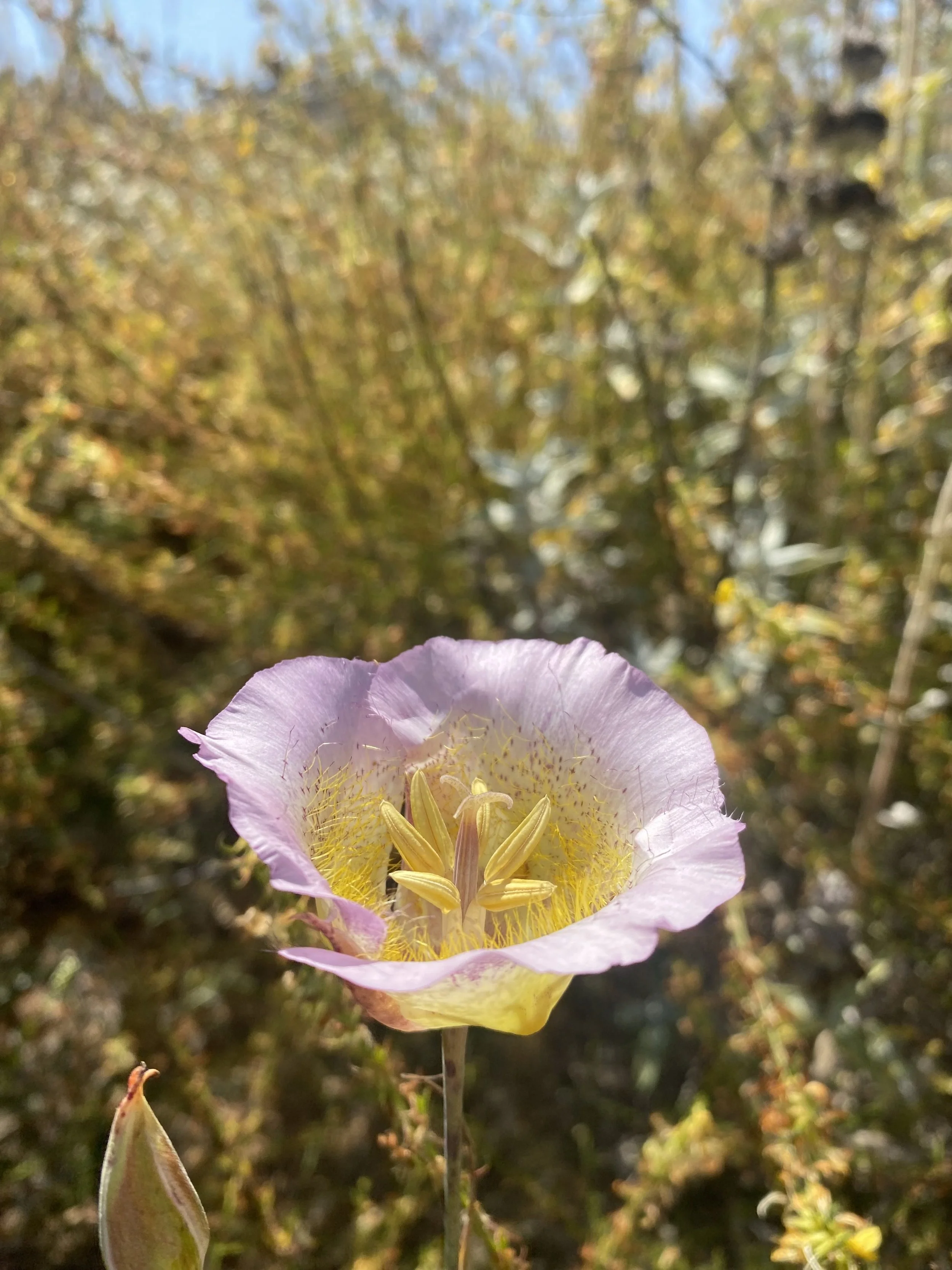 SIMI VALLEY / VENTURA COUNTY — stewardship at the urban-wildlife interface