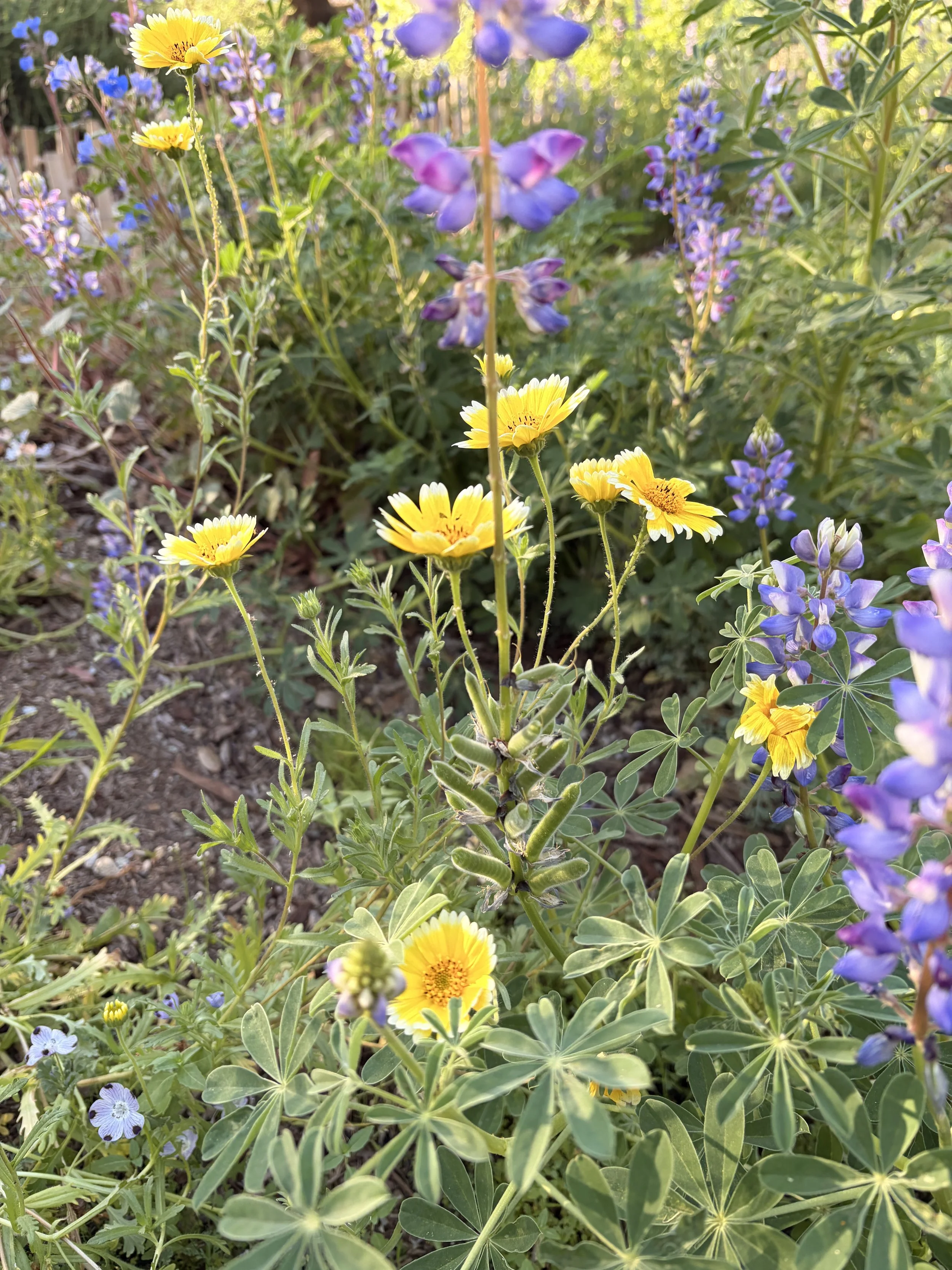 LA ESQUINITA / LOS ANGELES —  a corner park slowly growing through stewardship