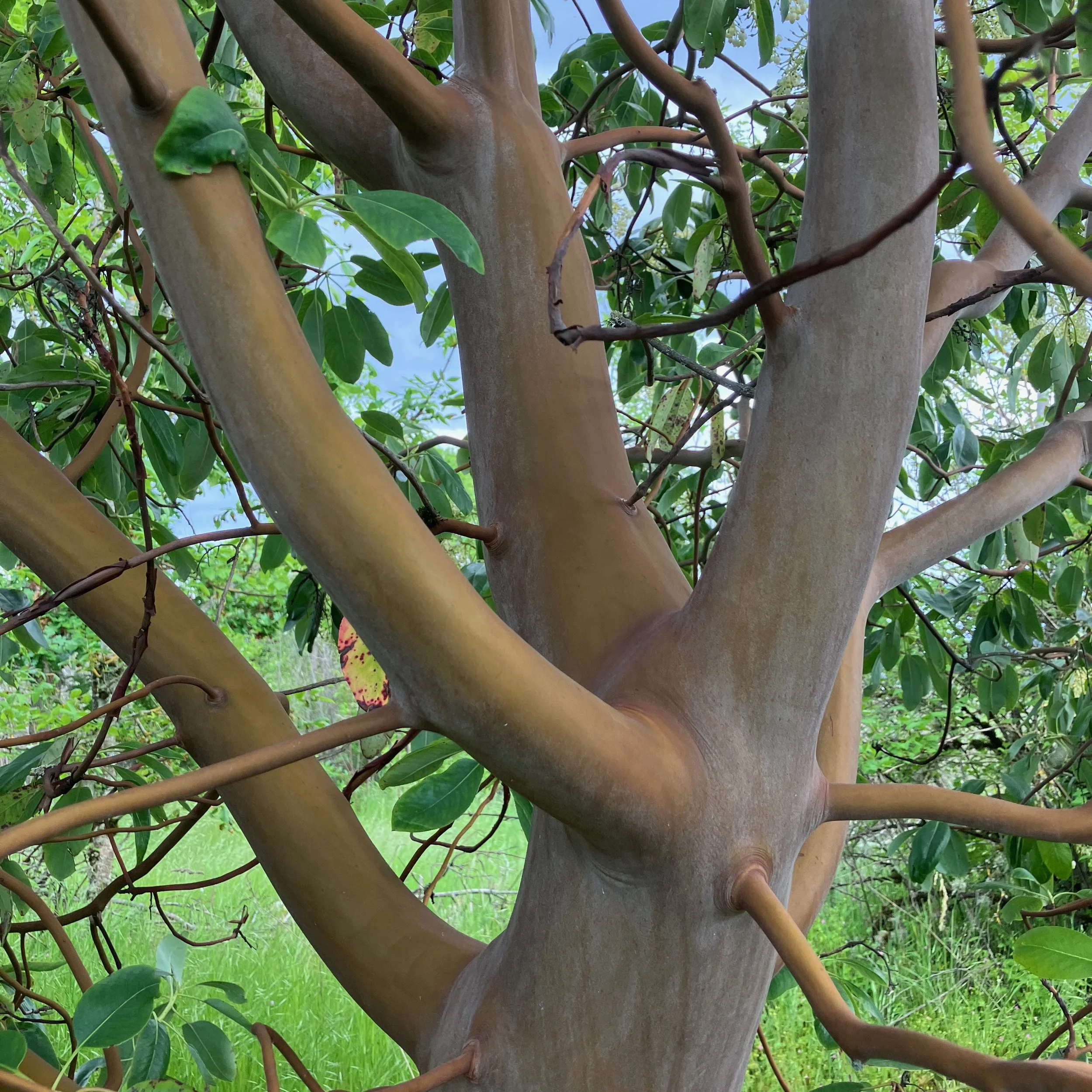 LND LAB PBG Test Plot PDX Madrone.jpg