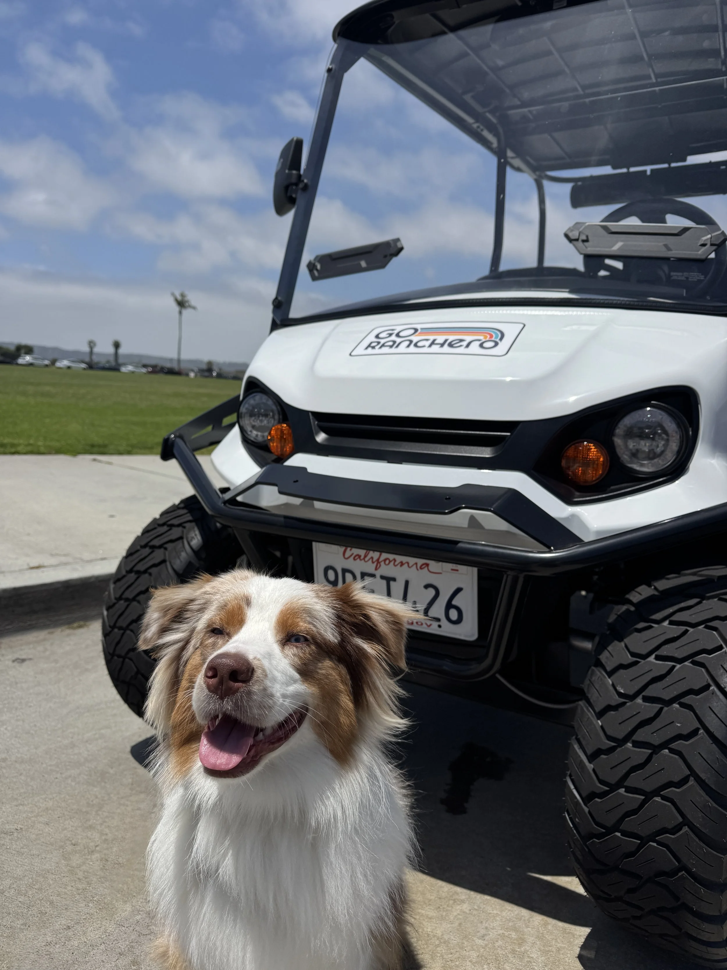 Dog with a Go Ranchero golf cart in Coronado, California