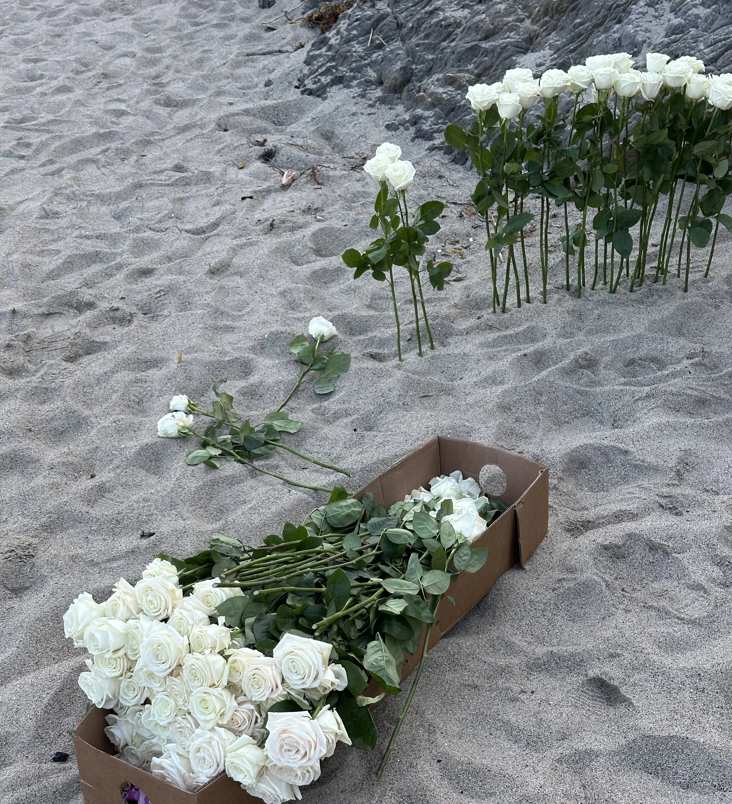 White roses in a cardboard box on sandy beach, with a row of white roses planted in the sand in the background.