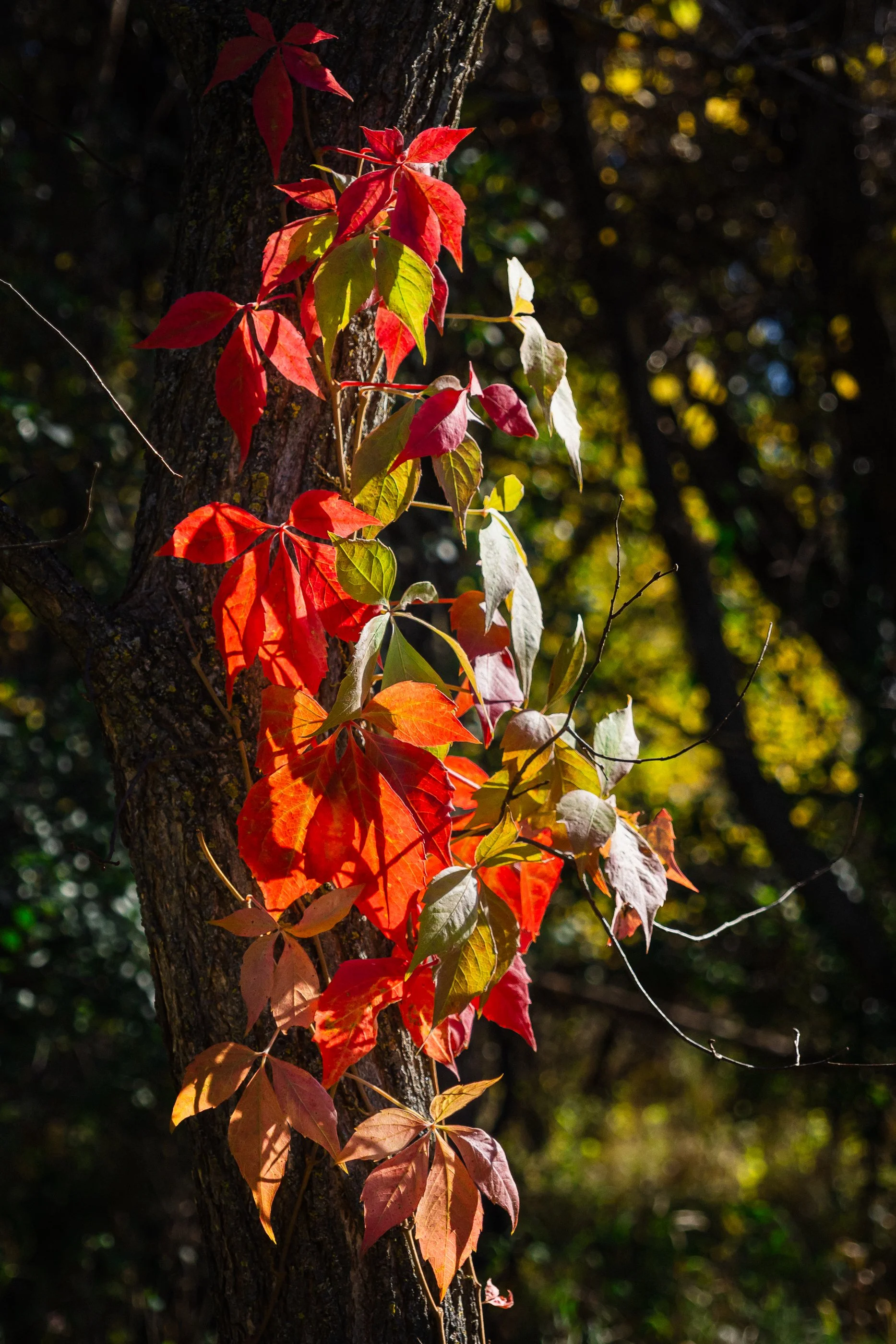 AustinJKettelhut_untitled_190083_251019_Low Res.jpg