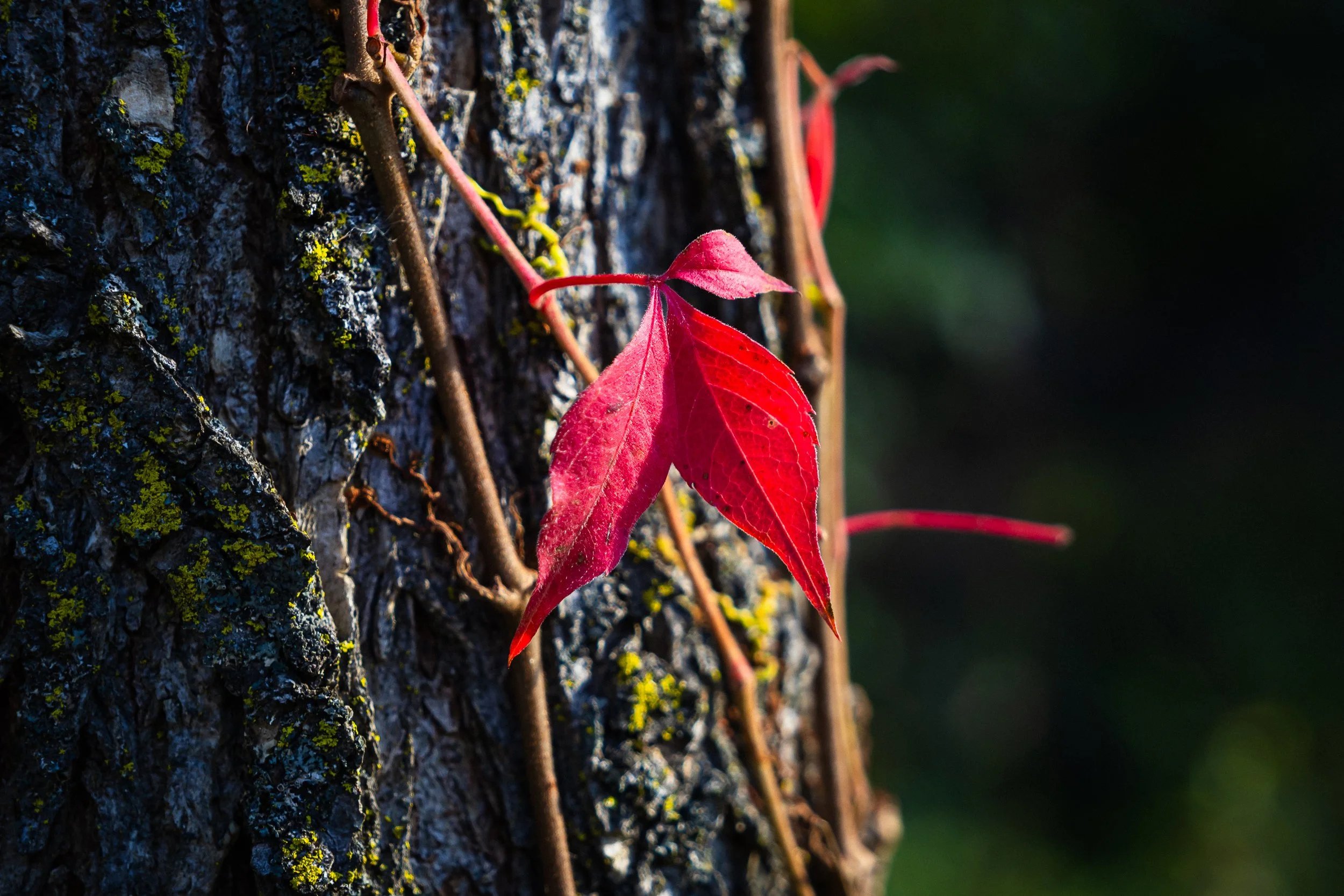 AustinJKettelhut_untitled_190086_251019_Low Res.jpg