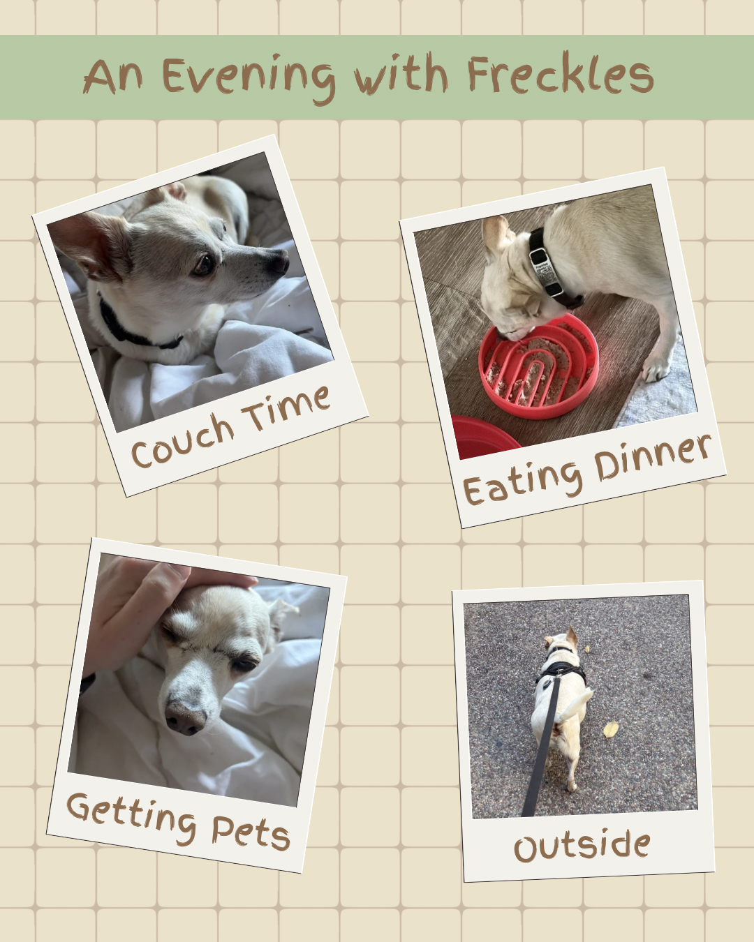 A collage titled "An Evening with Freckles" featuring four photos of a small light-colored dog with a black collar. The photos are labeled "Couch Time," "Eating Dinner," "Getting Pets," and "Outside."