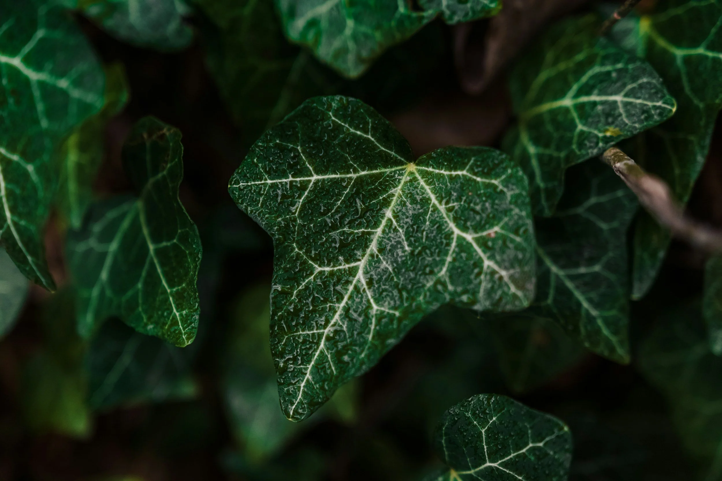 unsplash-image-g2Bj9sLDpZQ.jpg