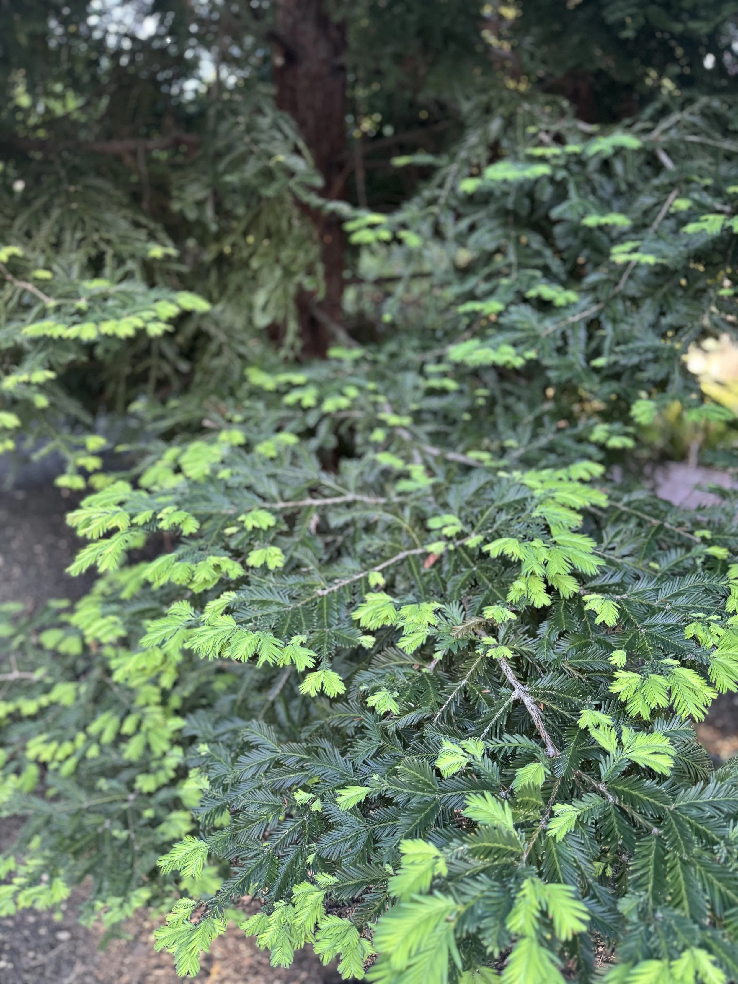 IMG_2803.jpeg