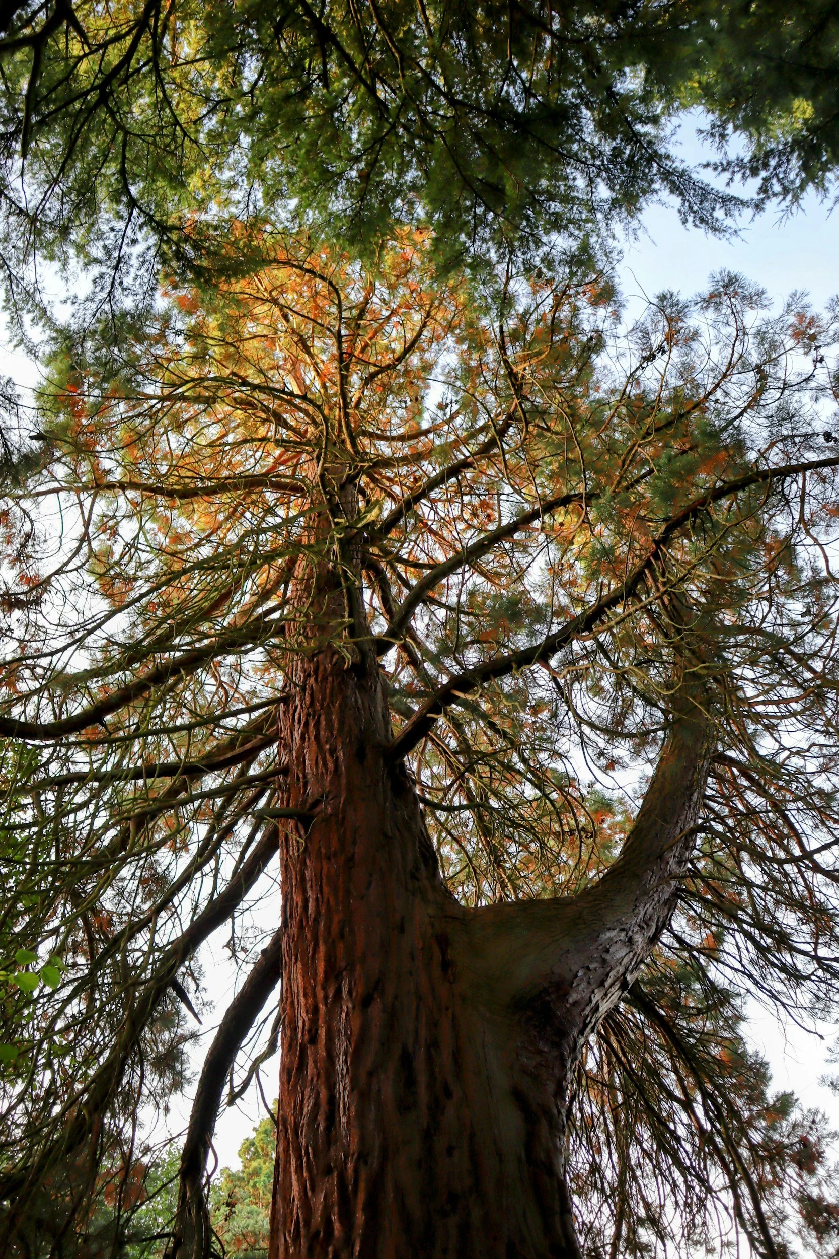The Australian Red Cedar (Toona ciliata) is one of the few native deciduous trees in Australia.