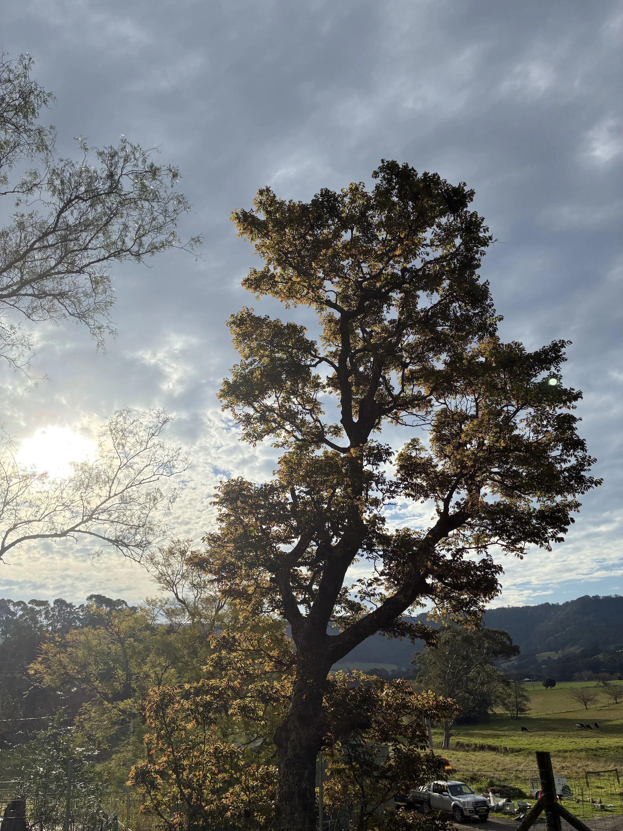 Shoalhaven native red cedar tree