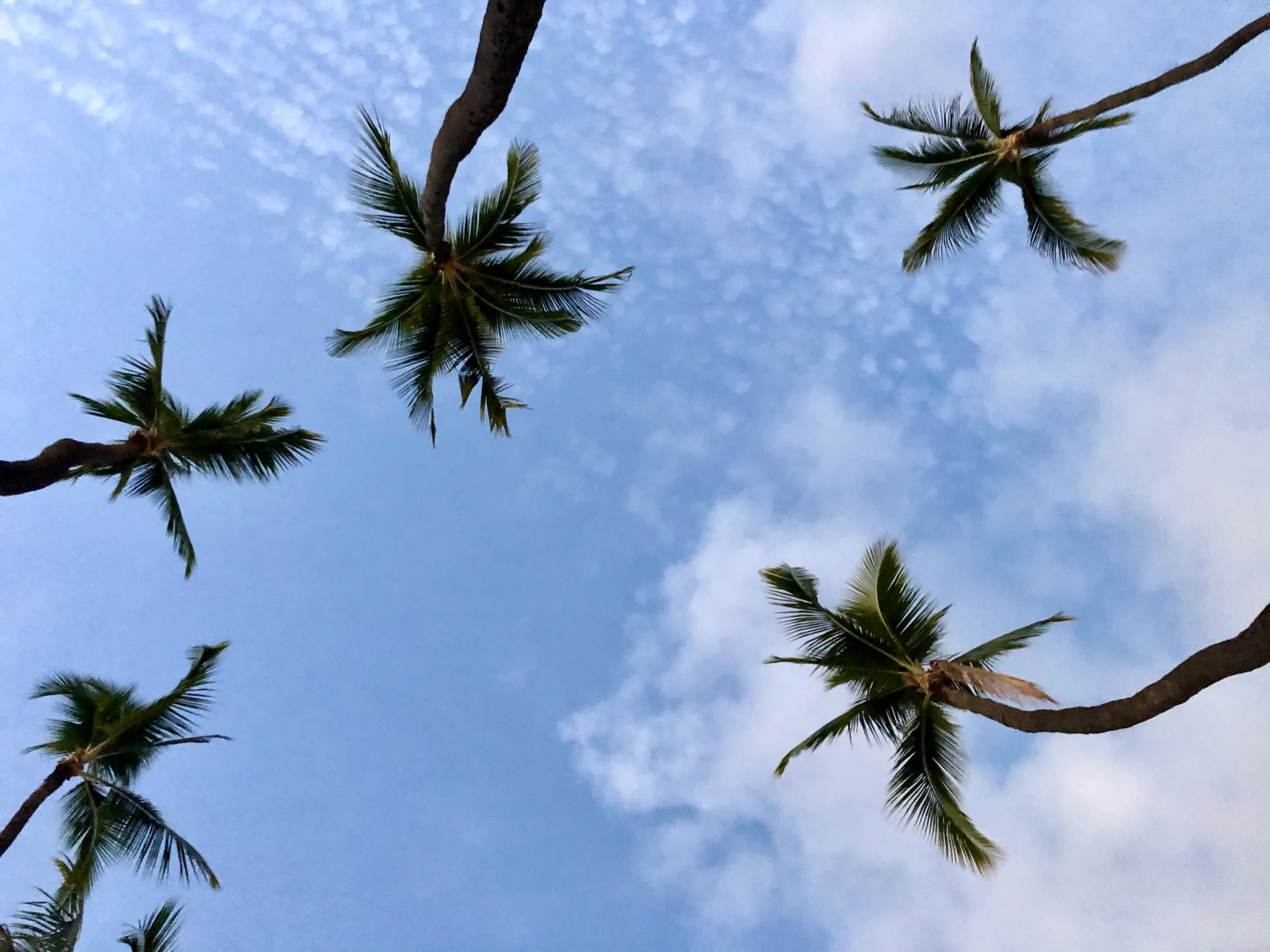 Coconut City Creative | Wholistic Branding & Marketing Services | Hawai'i Island | Coconut Trees by Laila Moire-Selvage