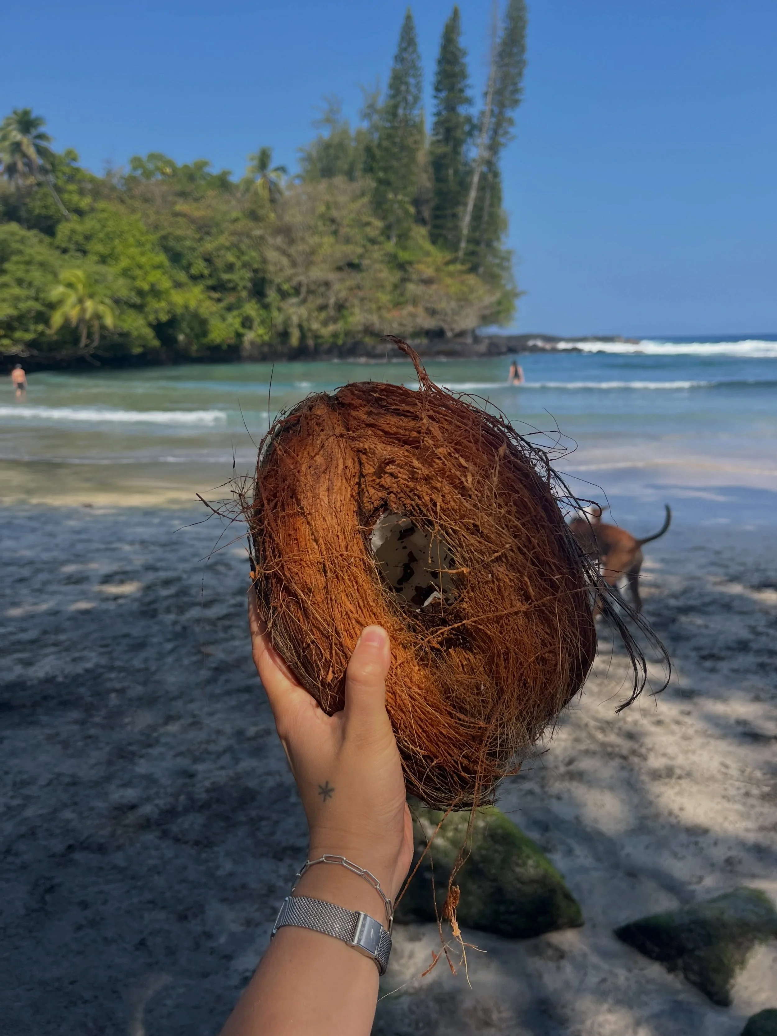 Happy World Coconut Day! 🥥 🌴

&ldquo;Niu maka o nōlaʻelaʻe&rdquo; &mdash; Fresh coconuts for clear vision.

The niu is the ultimate symbol of nourishment, resourcefulness, and purpose. Every single piece of it serves a function, much like our desig