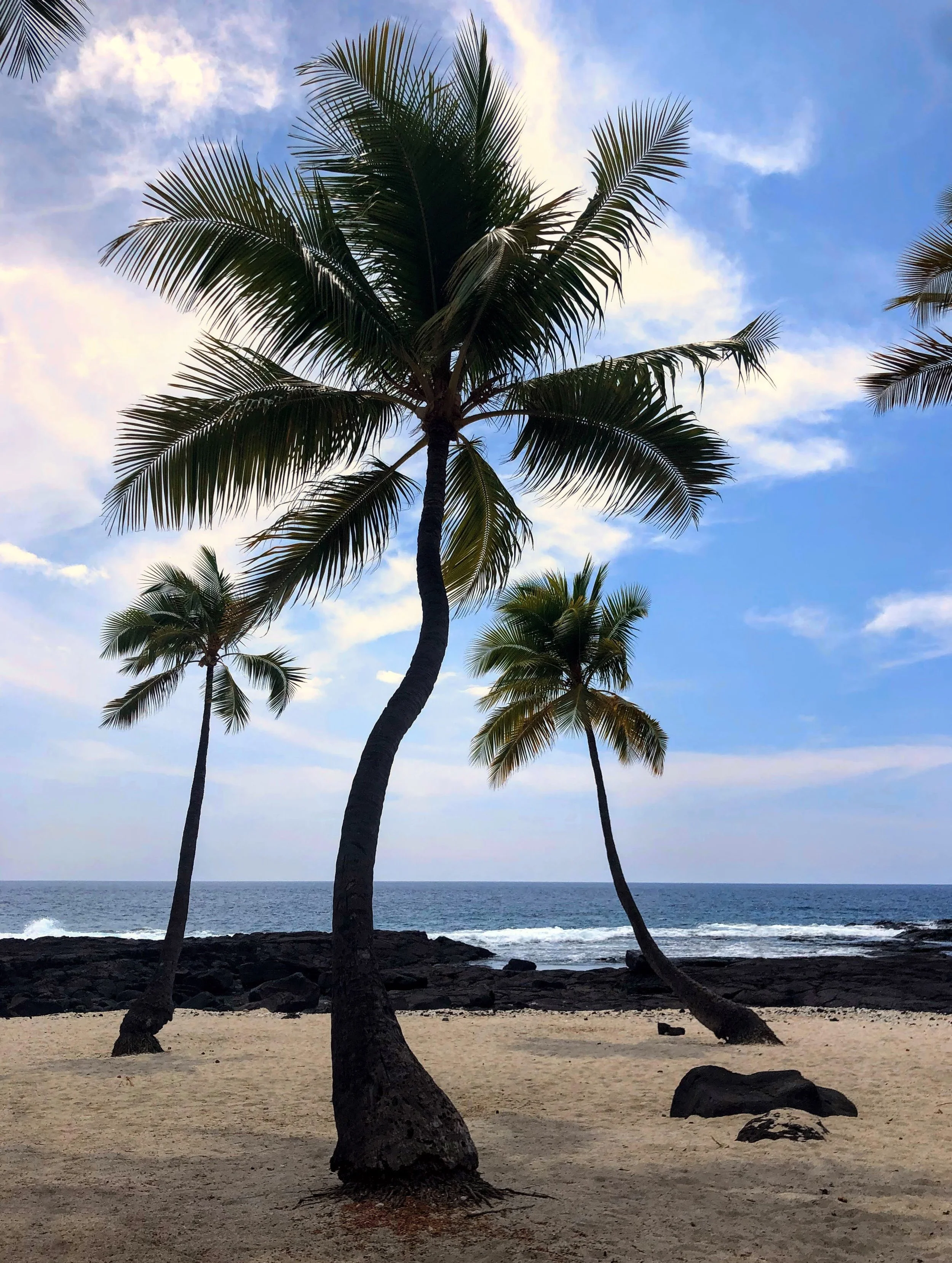 Coconut City Creative