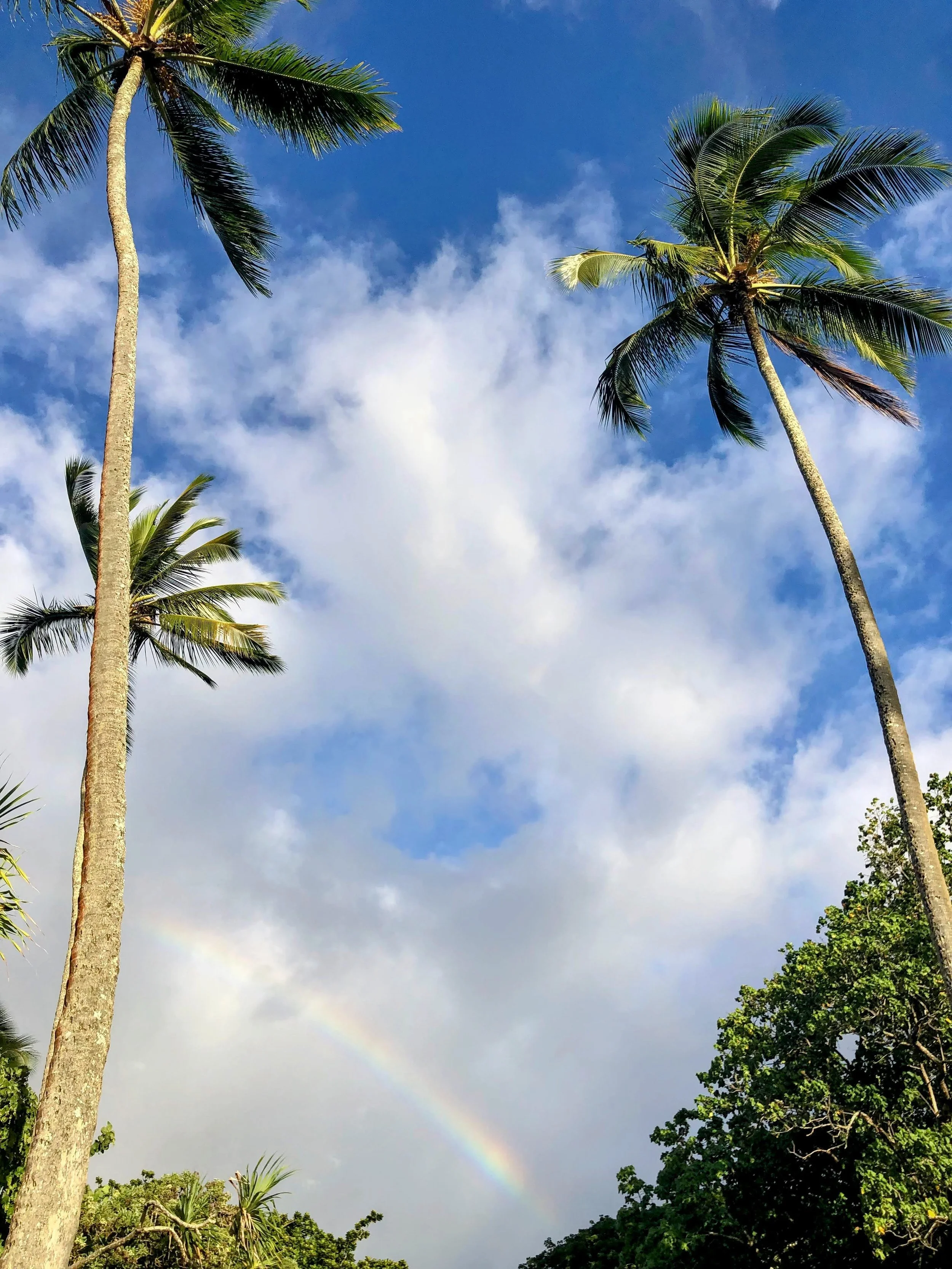 Tall palm trees under a partly cloudy sky with a faint rainbow.