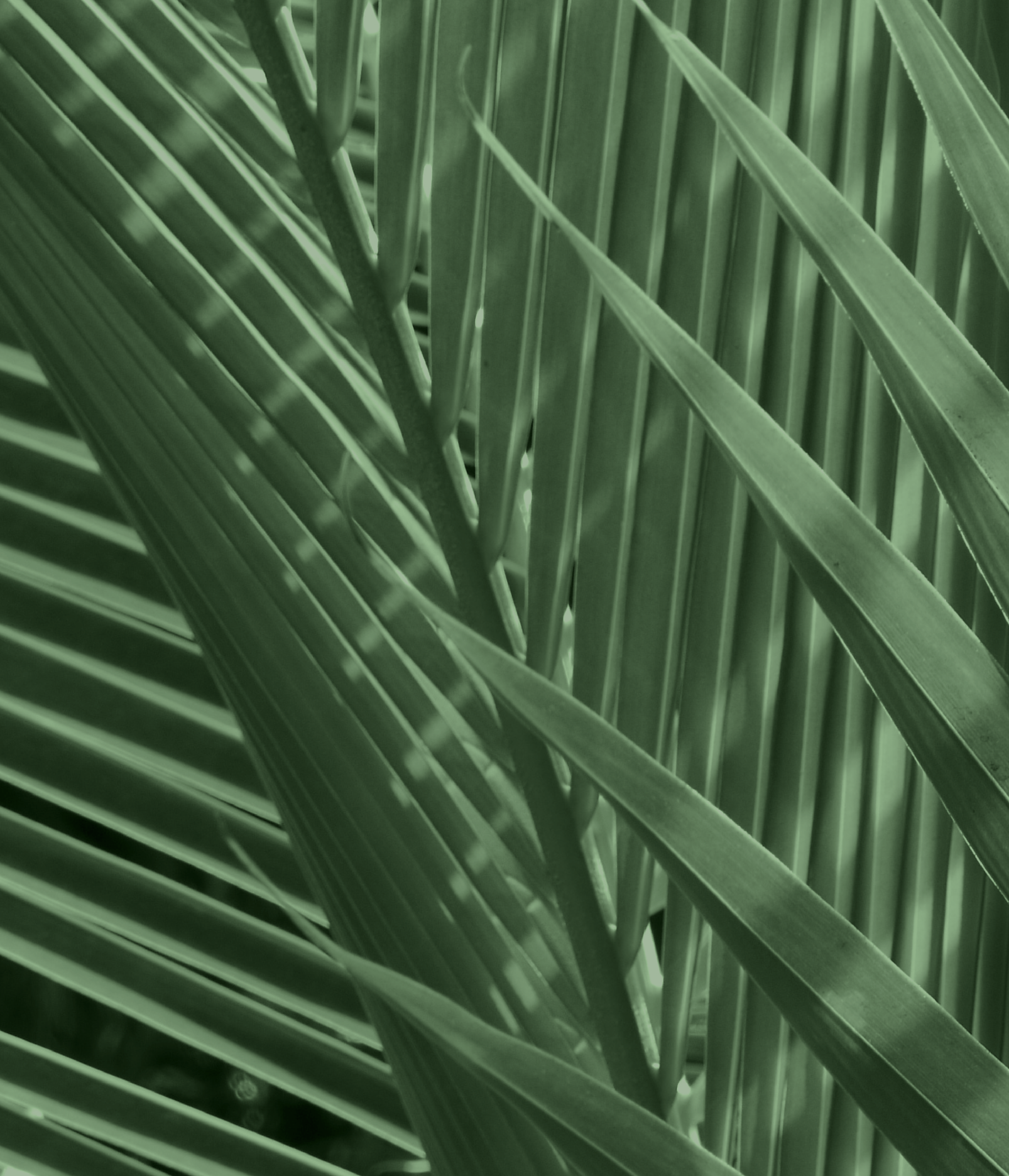 Coconut City Creative | Holistic Branding & Marketing Services | Hawai'i Island