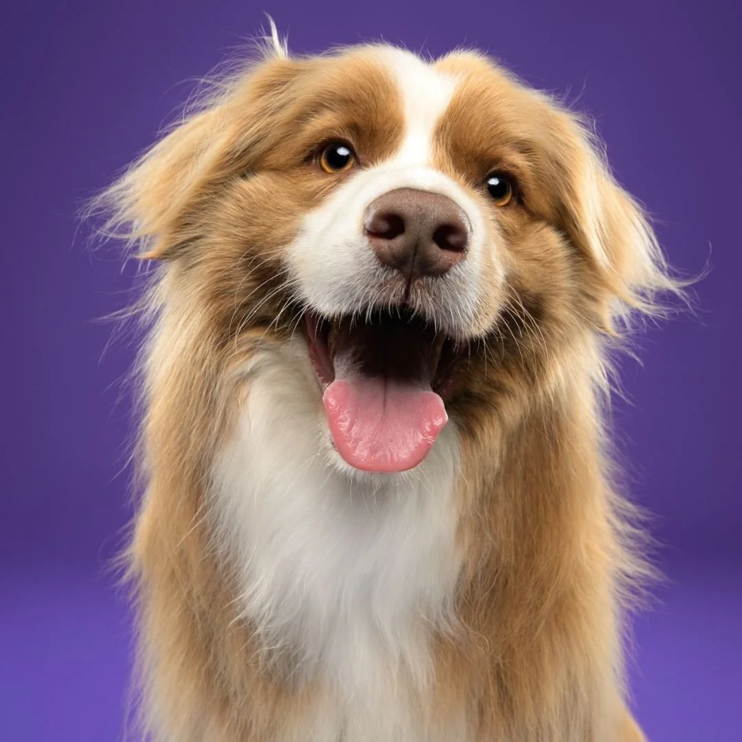BorderColliestudioohmydog.jpg