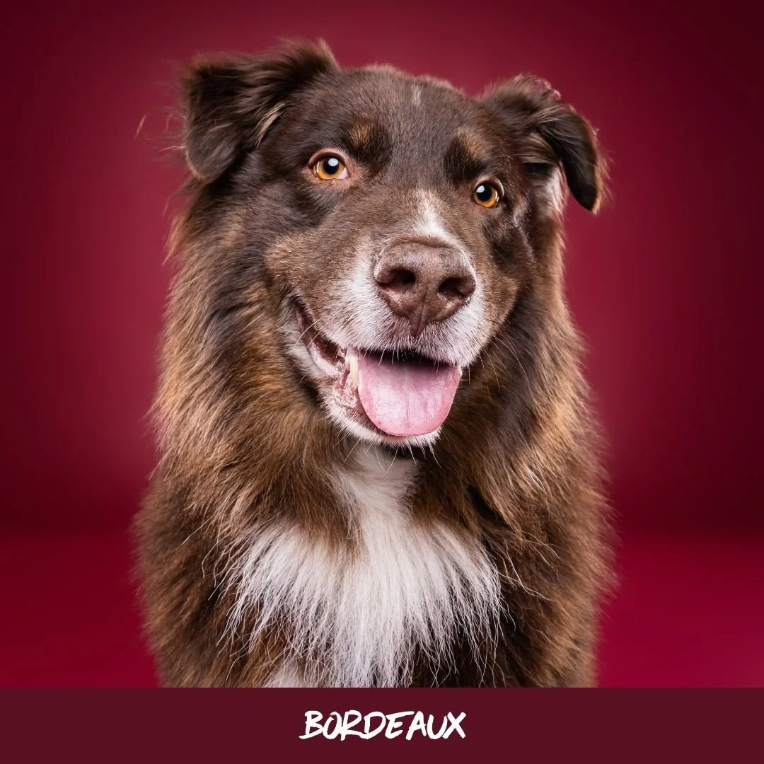 bordeaux@studioohmydog.jpg