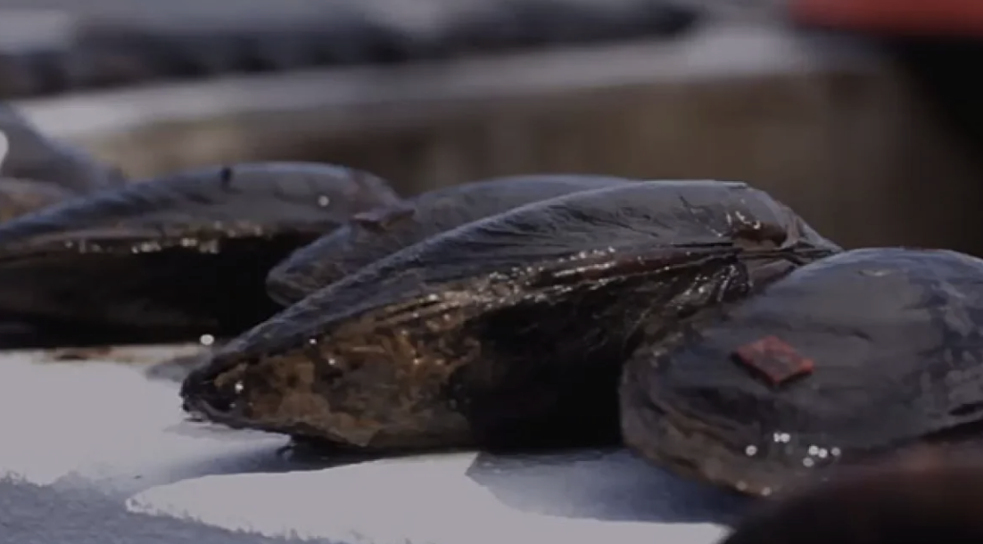 "Saving Britain's Pearl Mussels," Reporter /Producer/Presenter, Earthrise, Al Jazeera English